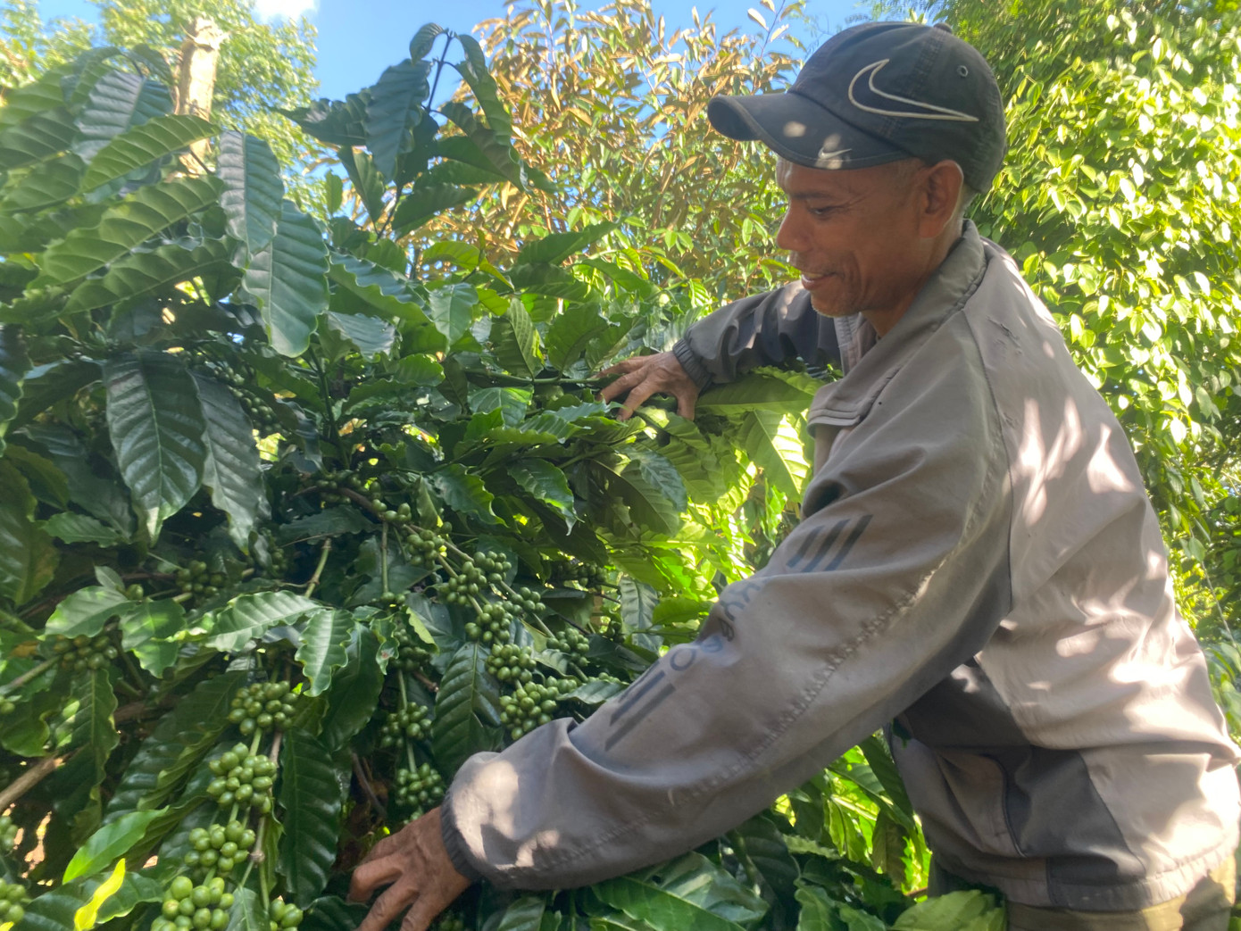 Ông Y Hẽn Niê, vui mừng vì giá nông sản tăng cao