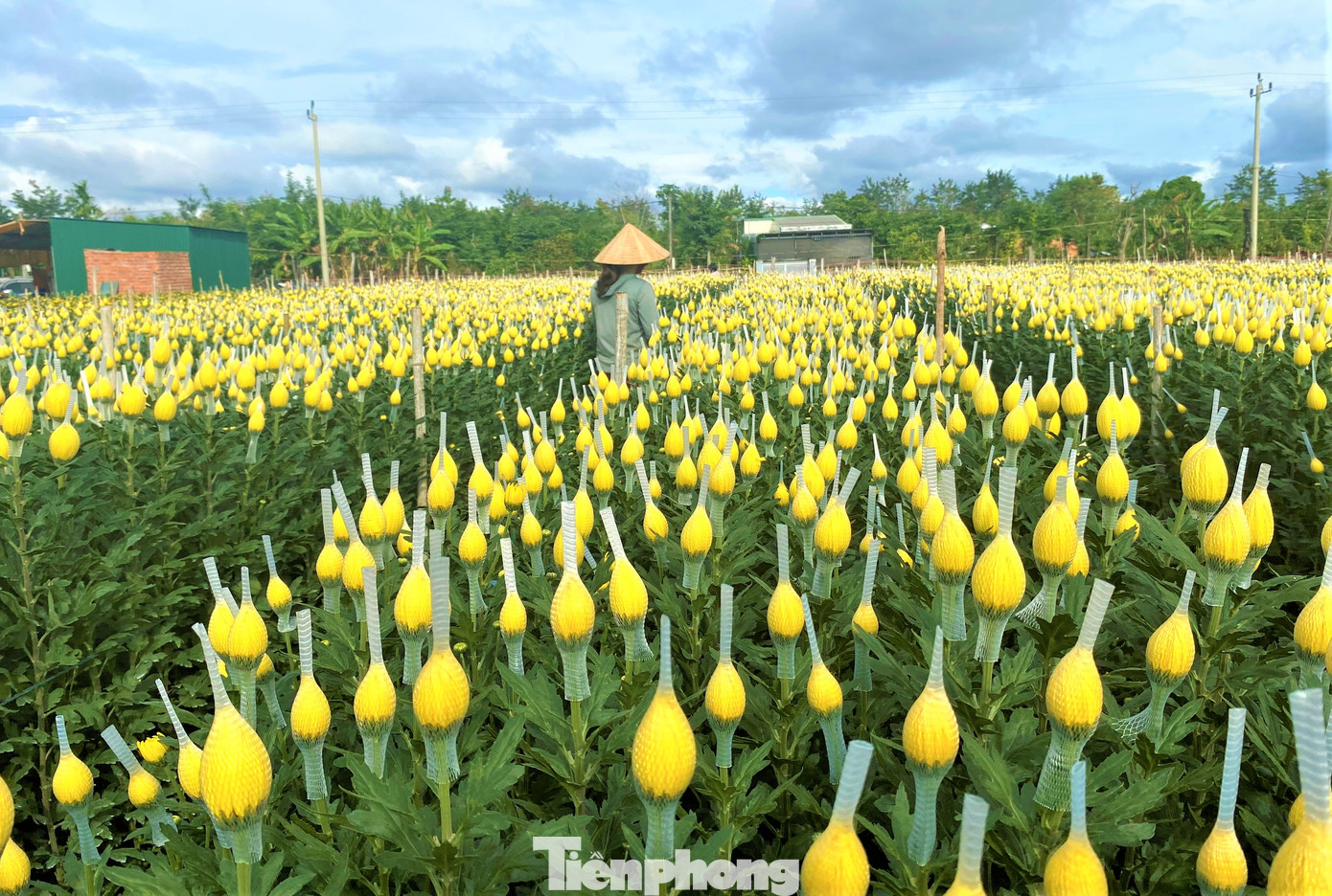 Hoa cúc đã được bọc trong túi cẩn thận Hoa cúc đã được bọc trong túi cẩn thận