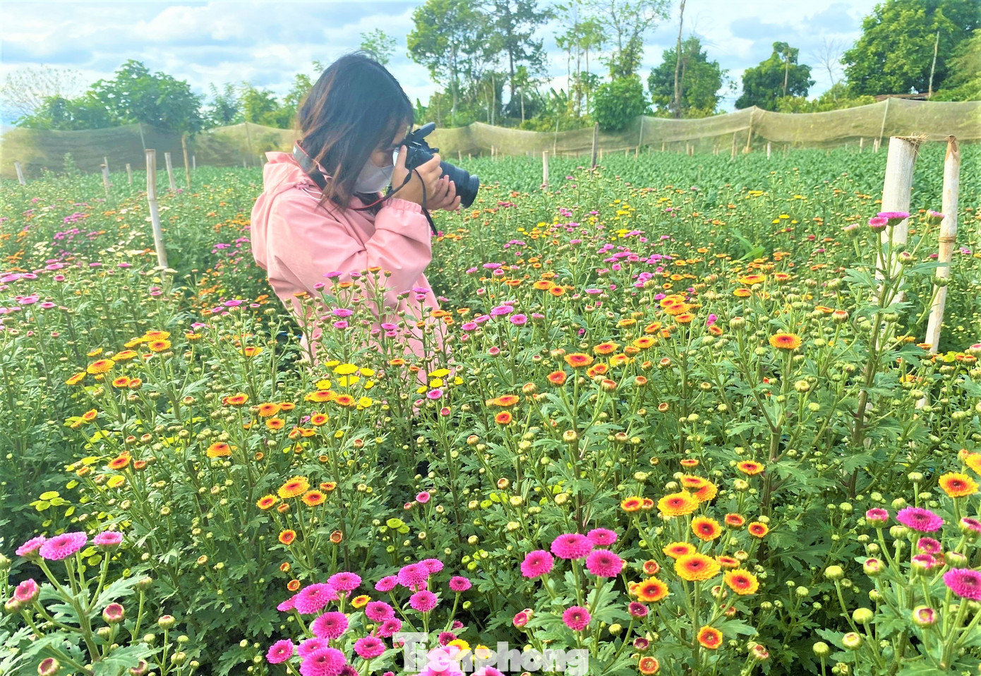Vườn hoa Kaly sẵn sàng phục vụ Tết Vườn hoa Kaly sẵn sàng phục vụ Tết