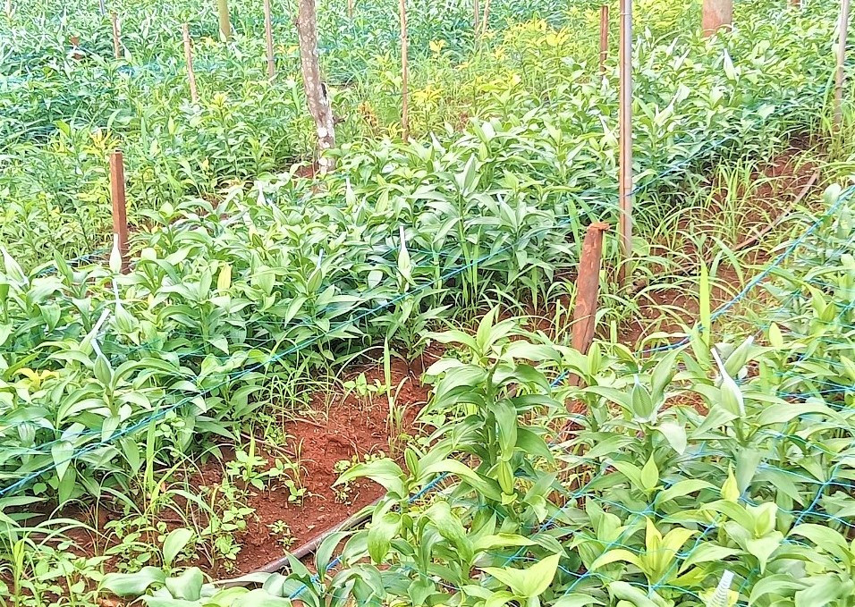 Vườn hoa nhà anh Trung bị ảnh hưởng bởi thời tiết Vườn hoa nhà anh Trung bị ảnh hưởng bởi thời tiết