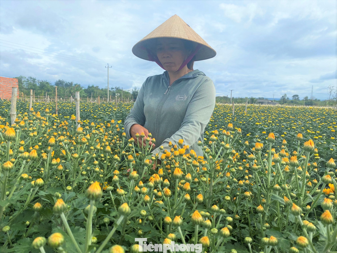 Vườn hoa cúc cánh cam nhà chị Len, anh Tuấn Vườn hoa cúc cánh cam nhà chị Len, anh Tuấn