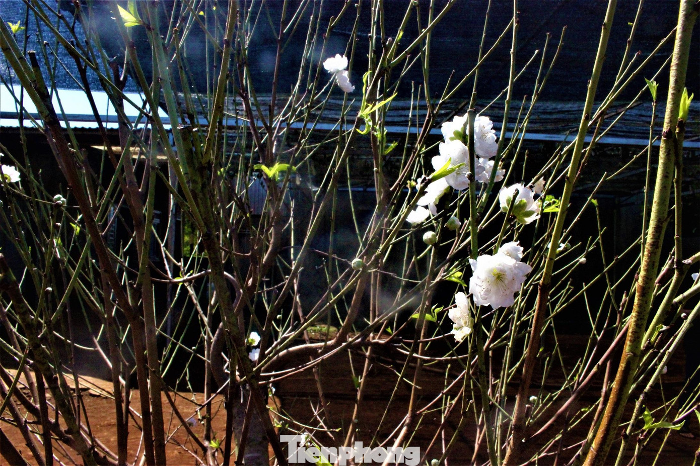 Anh Khâm chia sẻ, năm 2021 anh bán được gần hết vườn đào. Năm nay, anh khá lo lắng vì sợ dịch COVID-19 tác động đến sức tiêu thụ của người dân. Dẫu vậy, anh Khâm hy vọng cây đào vẫn tiêu thụ mạnh vì mỗi năm chỉ có một mùa xuân.