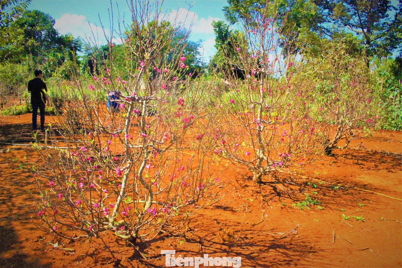 Anh Khâm cho biết, thời tiết Tây Nguyên nắng nóng, gió nhiều khác hẳn với miền Bắc nên để cây đào sinh trưởng, nở hoa không hề đơn giản. Riêng việc đưa từ ngoài Bắc vào đây, cây giống đã bị chết gần 30%. Tuy nhiên, vừa làm vừa rút kinh nghiệm, gia đình anh đã tìm được quy trình chăm sóc riêng cho hoa đào. Anh Khâm cho biết thêm, gia đình chỉ trồng giống đào thế nên bỏ rất nhiều công sức.