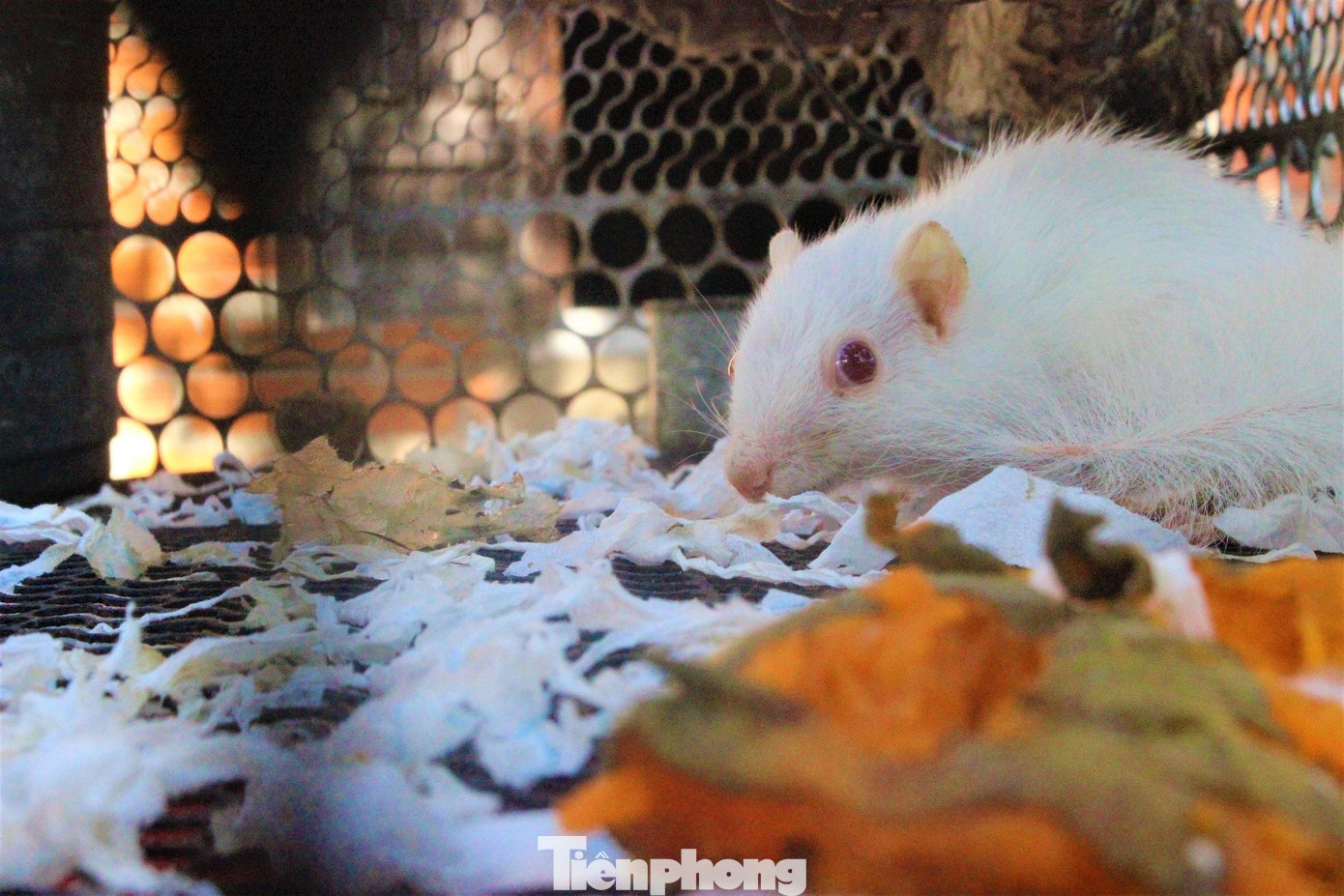 “Nó đến với gia đình tôi như một cái duyên. Hôm đó là tháng 8/2021 (đúng chiều rằm tháng 7 âm lịch), tôi đang dọn nhà thì thấy một con sóc chạy sột soạt trên trần nhà. Tôi tò mò trèo lên mái nhà thì phát hiện thêm sóc con trắng tuyết, có đôi mắt đỏ đang nằm trong tổ. Sóc mẹ thấy người lạ thì bỏ chạy, tôi thấy con sóc này lạ quá nên mang xuống chăm sóc”, anh Hùng kể lại. “Nó đến với gia đình tôi như một cái duyên. Hôm đó là tháng 8/2021 (đúng chiều rằm tháng 7 âm lịch), tôi đang dọn nhà thì thấy một con sóc chạy sột soạt trên trần nhà. Tôi tò mò trèo lên mái nhà thì phát hiện thêm sóc con trắng tuyết, có đôi mắt đỏ đang nằm trong tổ. Sóc mẹ thấy người lạ thì bỏ chạy, tôi thấy con sóc này lạ quá nên mang xuống chăm sóc”, anh Hùng kể lại.