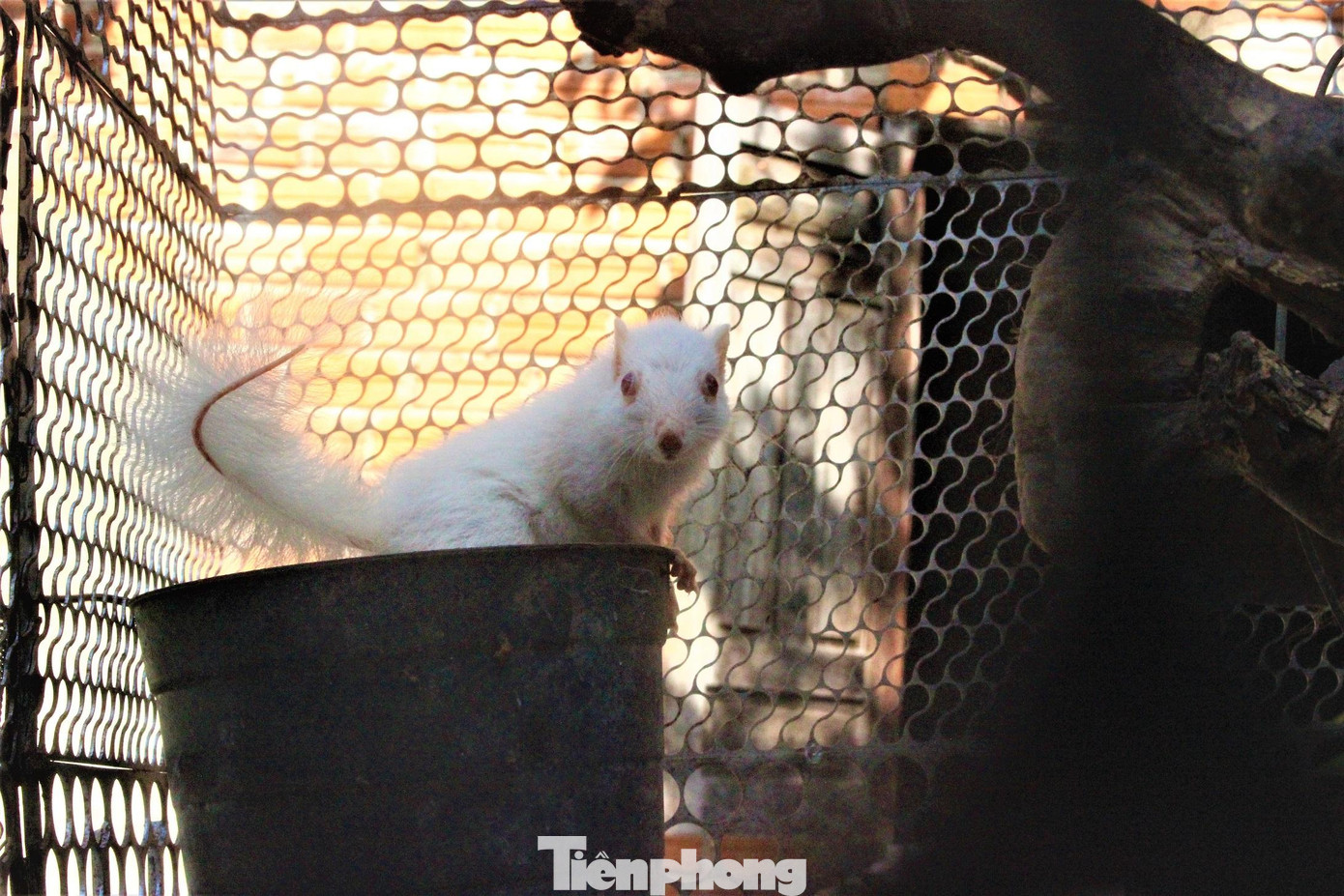 Thức ăn của sóc khá đơn giản gồm cơm, trái cây, củ quả... Anh Hùng còn cho uống thêm sữa tươi. Mỗi lần được cho ăn, chú sóc lại “trả ơn” chủ bằng cách nhào lộn vài vòng trên cành cây. Thức ăn của sóc khá đơn giản gồm cơm, trái cây, củ quả... Anh Hùng còn cho uống thêm sữa tươi. Mỗi lần được cho ăn, chú sóc lại “trả ơn” chủ bằng cách nhào lộn vài vòng trên cành cây.