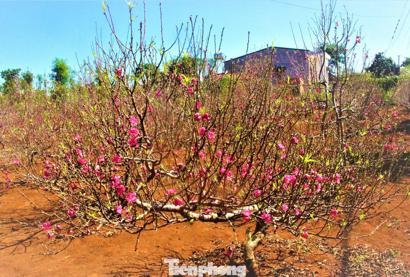 “Cây đào từ ngoài Bắc gửi về tôi phải trồng 2-3 năm cho quen với khí hậu mới bắt đầu tạo dáng cho cây. Tùy vào mỗi gốc đào mà tôi tạo các kiểu dáng khác nhau như dáng huyền, dáng trực, dáng phu thê, thế long, phượng… và không cây nào giống cây nào. Việc uốn dáng, tạo thế cho cây đòi hỏi người trồng phải có chút nghệ thuật, am hiểu phong thủy để tạo ra những tác phẩm vừa có hồn, đáp ứng được nhu cầu người chơi”, ông Khâm chia sẻ.