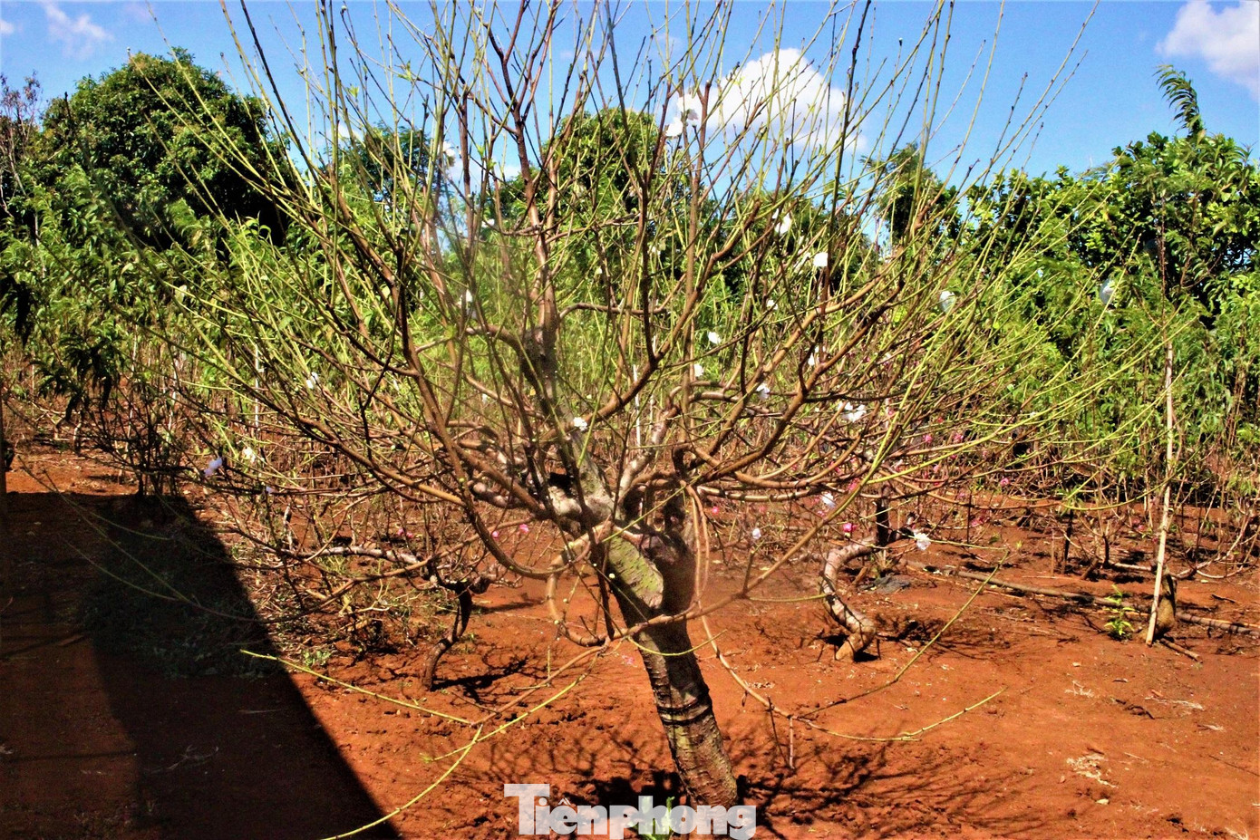 Theo anh Khâm, thời gian đầu, đa số người mua là khách vãng lai, về sau nhiều người biết đến vườn đào nhà anh nhiều hơn. Gần Tết, khách lại ghé vườn nhà anh chọn cây rồi nhờ anh chăm sóc đến gần Tết mới mang về. Ngoài ra, anh cũng đưa đào thế lên Hội hoa Xuân bày bán.