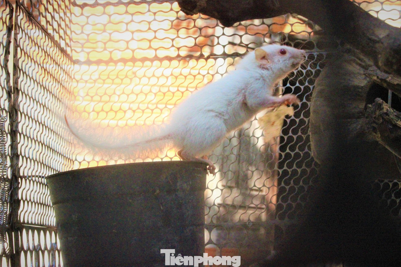 Anh Hùng cho hay, loài sóc trong tự nhiên anh đã thấy nhiều nhưng đây là con sóc có màu sắc và đôi mắt lạ nghi đột biến. Ngay cả sóc mẹ cũng chỉ màu nâu, mắt đen như bình thường. Do đó, anh quyết định giữ lại, không bán dù được trả giá cao. Anh Hùng cho hay, loài sóc trong tự nhiên anh đã thấy nhiều nhưng đây là con sóc có màu sắc và đôi mắt lạ nghi đột biến. Ngay cả sóc mẹ cũng chỉ màu nâu, mắt đen như bình thường. Do đó, anh quyết định giữ lại, không bán dù được trả giá cao.