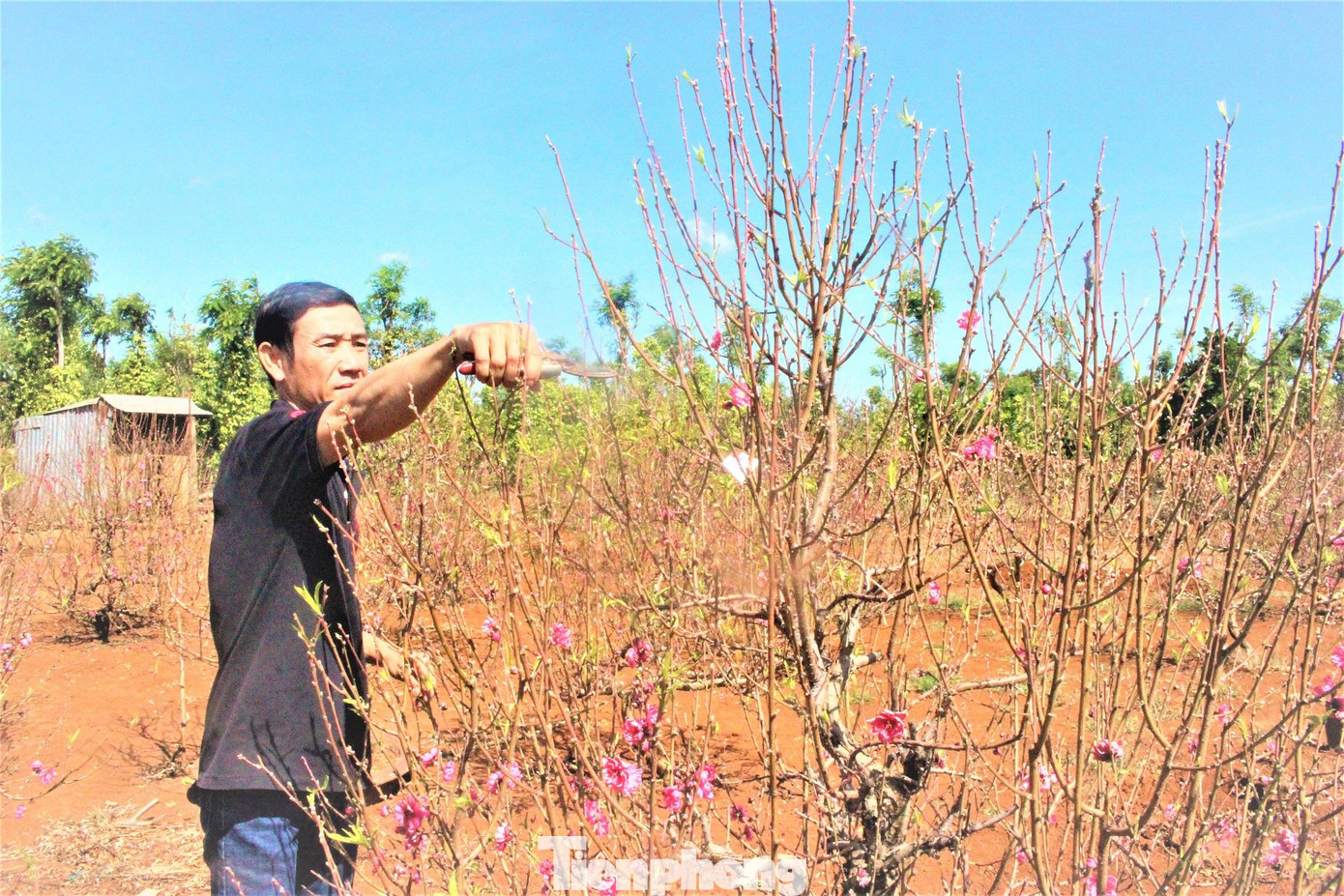 Nhìn vườn đào bung nở, anh Đoàn Xuân Khâm - chủ vườn đào Nhật Tân (thôn 5, xã Ea Nuôl, huyện Buôn Đôn, Đắk Lắk) không vui vì hoa nở sớm hơn dự kiến. “Khoảng 10 ngày nữa, cây bung hoa thì tuyệt biết mấy. Tôi theo dõi thời tiết rất kỹ để hãm nước, tuốt lá nhưng cũng không thuận ý mình”, anh Khâm nói và cho biết đã có gần 10 kinh nghiệm chăm đào xứ lạnh.