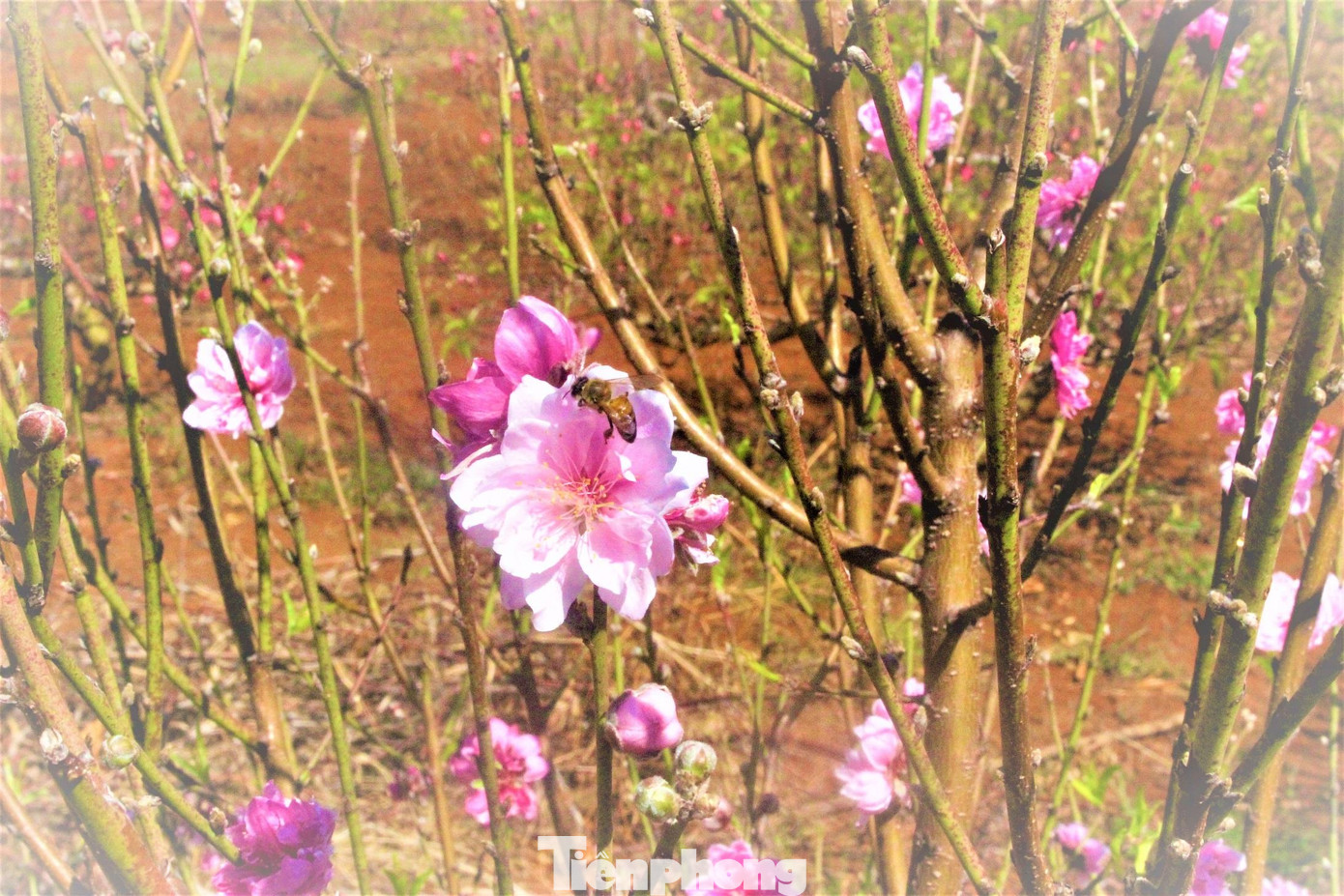 Anh Khâm cho hay, những năm 1980, gia đình rời quê vào Đắk Lắk lập nghiệp. Dù xa quê nhưng năm nào gia đình anh cũng cố gắng mua vài nhành đào về chưng Tết. “Chục năm về trước, tôi nhờ người quen gửi vào vài cành đào Nhật Tân chưng Tết. Đào để qua Tết nhưng cành vẫn còn tươi nên bố tôi đem ra sau vườn trồng và chăm sóc. Không ngờ, thời gian sau cây đào sinh trưởng, phát triển tốt, nở hoa nhiều và đẹp, Từ đó, hai cha con quyết định đưa giống đào xứ lạnh trồng trên đất Buôn Đôn” - anh Khâm nhớ lại.