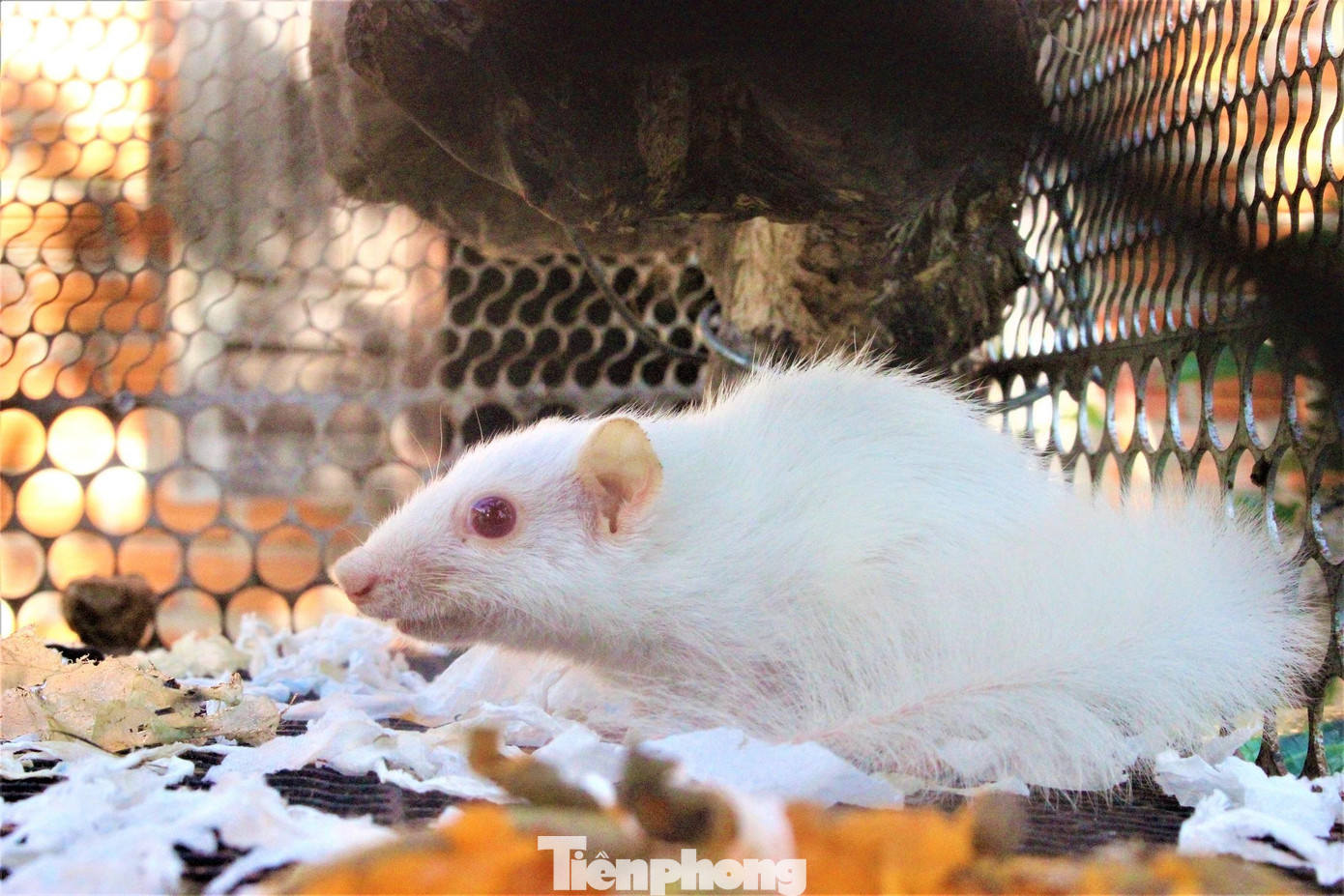 Dù bận xây công trình trước nhà nhưng thi thoảng, anh Lê Việt Hùng (trú xã Ea Nuôl, huyện Buôn Đôn, Đắk Lắk) lại tranh thủ để mắt đến con sóc đang trong lồng đặt sau nhà. Anh Hùng cho biết, từ ngày có con sóc, anh càng bận hơn với việc cho ăn uống, tắm rửa và để ý đến nó vì rất nhiều người hiếu kỳ muốn đến xem. Dù bận xây công trình trước nhà nhưng thi thoảng, anh Lê Việt Hùng (trú xã Ea Nuôl, huyện Buôn Đôn, Đắk Lắk) lại tranh thủ để mắt đến con sóc đang trong lồng đặt sau nhà. Anh Hùng cho biết, từ ngày có con sóc, anh càng bận hơn với việc cho ăn uống, tắm rửa và để ý đến nó vì rất nhiều người hiếu kỳ muốn đến xem.