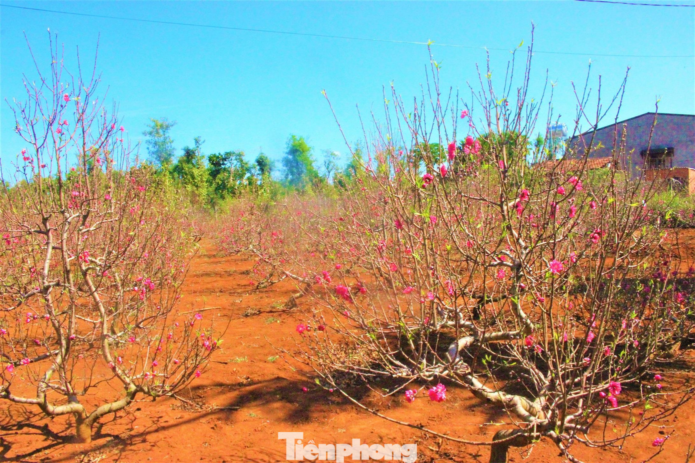 Do khí hậu khá khắc nghiệt lại kỳ công chăm sóc nên mỗi năm, anh Khâm chỉ trồng khoảng 300-400 cây đào thế. Mỗi gốc cây có tuổi từ 3 năm trở lên, có cây đến 16-17 năm tuổi. Tùy vào từng gốc cây (to, nhỏ, dáng thế khác nhau) mà giá bán dao động từ 2-3 triệu đồng, thậm chí 8-9 triệu đồng/cây.