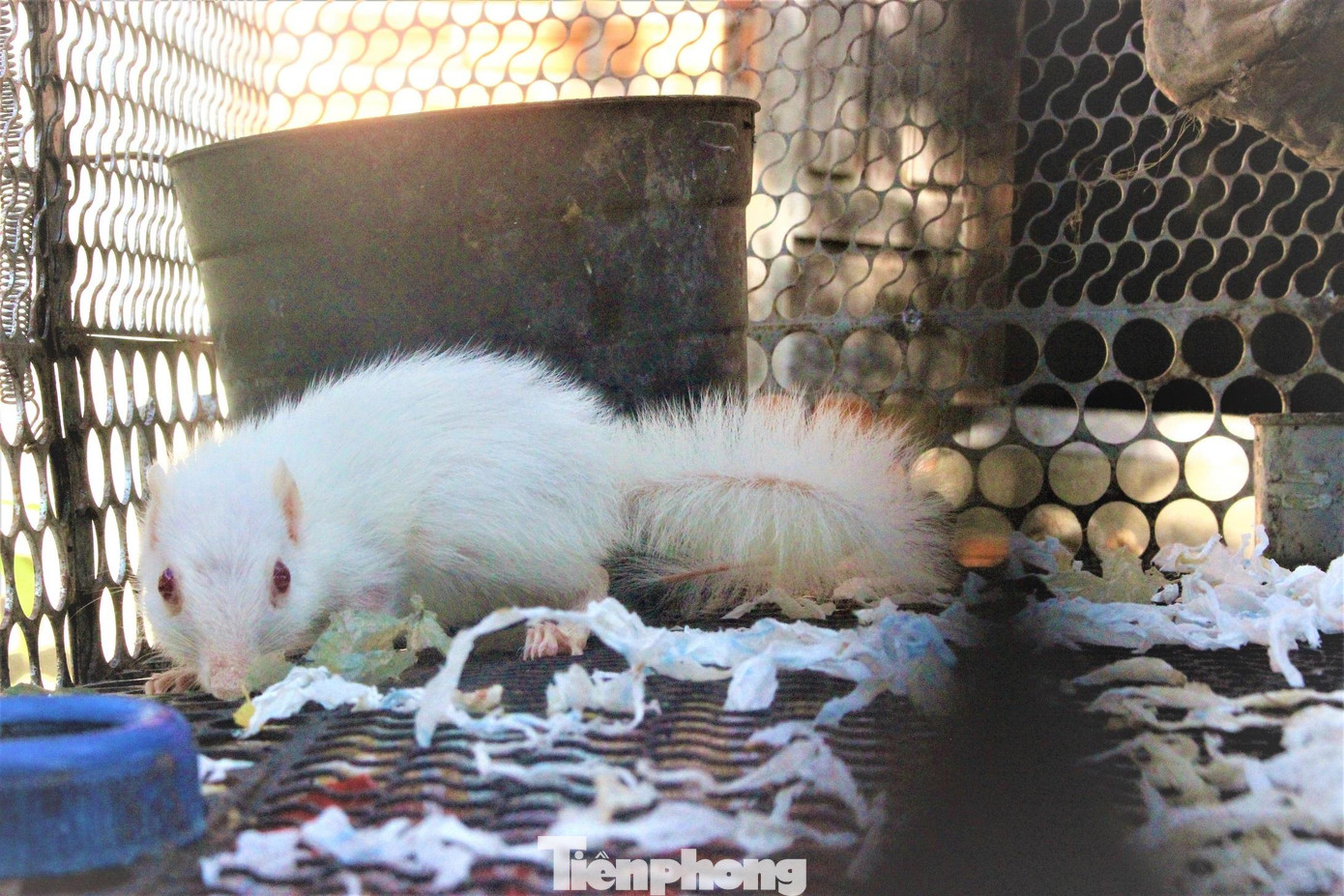 Tuy nhiên anh cũng hạn chế người đến xem vì đảm bảo an toàn phòng chống dịch COVID-19. Nhiều người trả giá đến 40 triệu đồng nhưng anh quyết không bán. Dù bận rộn hơn nhưng anh Hùng thấy vui vì có thêm một chú sóc đáng yêu. Tuy nhiên anh cũng hạn chế người đến xem vì đảm bảo an toàn phòng chống dịch COVID-19. Nhiều người trả giá đến 40 triệu đồng nhưng anh quyết không bán. Dù bận rộn hơn nhưng anh Hùng thấy vui vì có thêm một chú sóc đáng yêu.