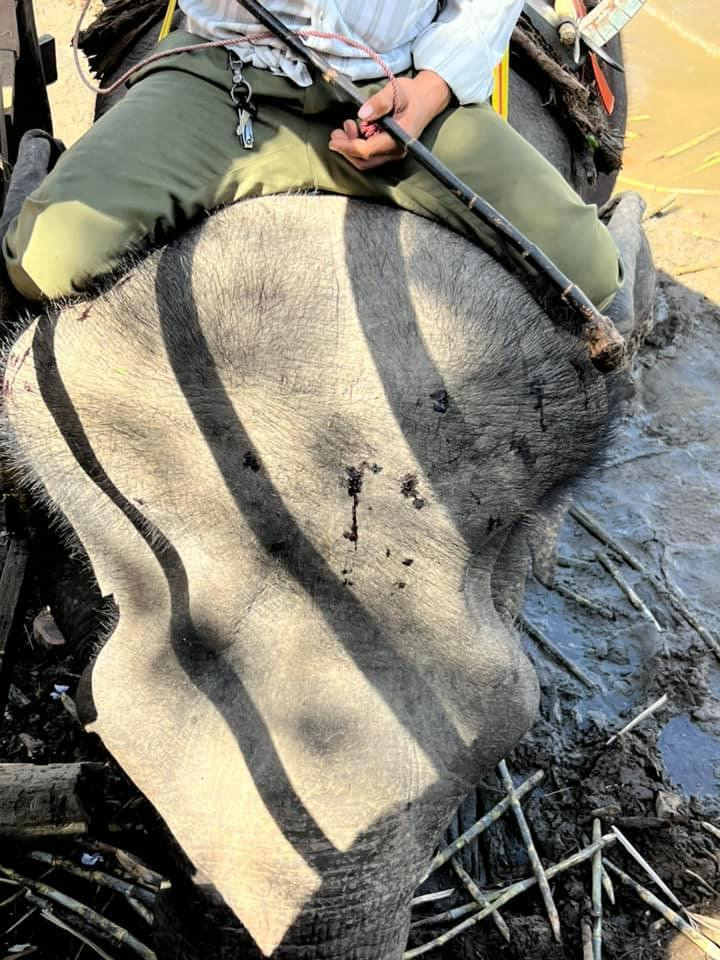 Hình ảnh voi chi chít vết thương trên đầu được nữ du khách ghi lại