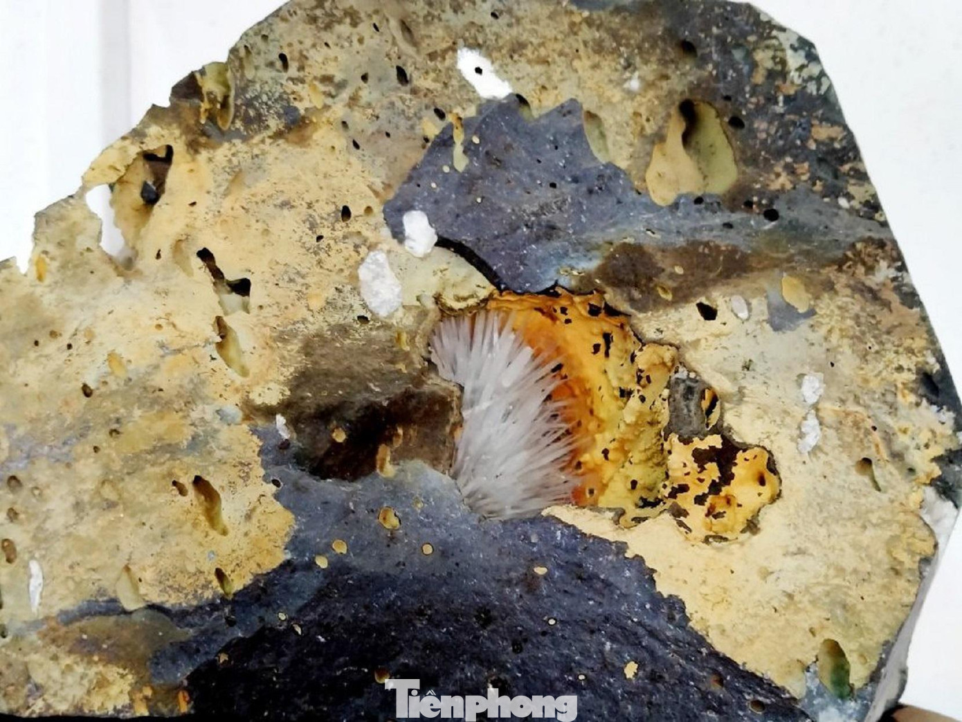 Hoa đá ưu đàm được đặt trên giá đỡ Hoa đá ưu đàm được đặt trên giá đỡ