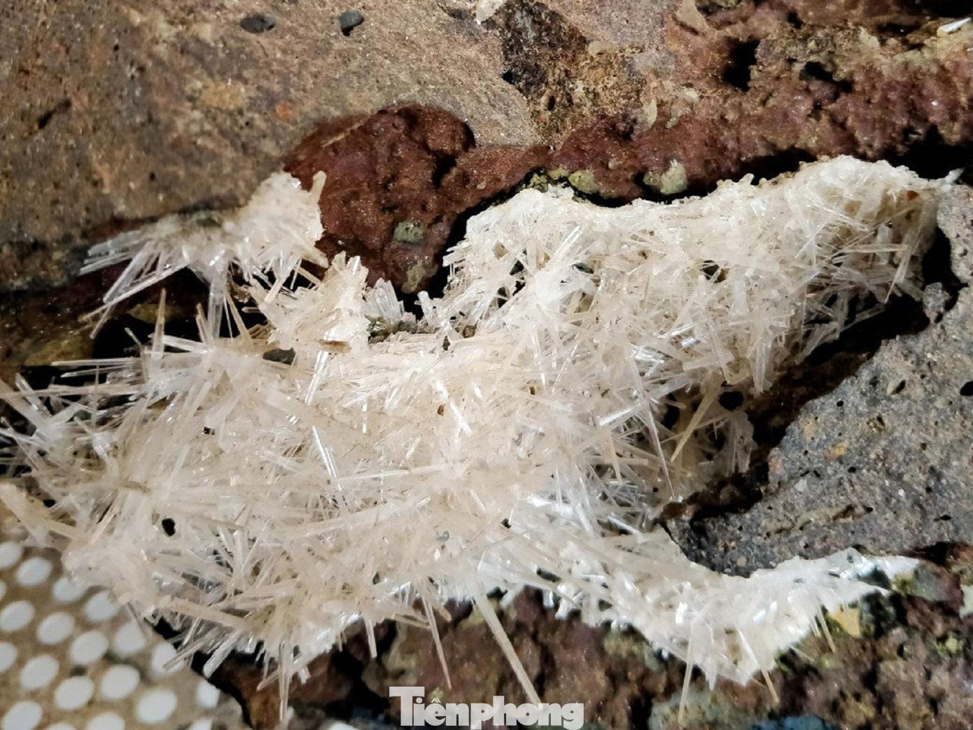 Hoa ưu đàm trắng tinh như tuyết Hoa ưu đàm trắng tinh như tuyết