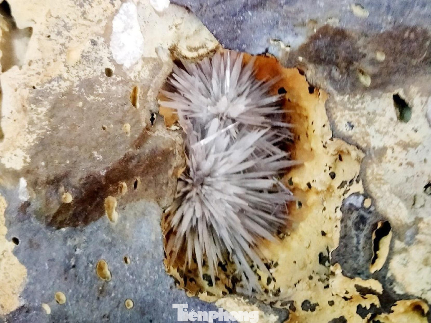 Trong khe đá mọc 2 chùm hoa ưu đàm tuyệt đẹp Trong khe đá mọc 2 chùm hoa ưu đàm tuyệt đẹp