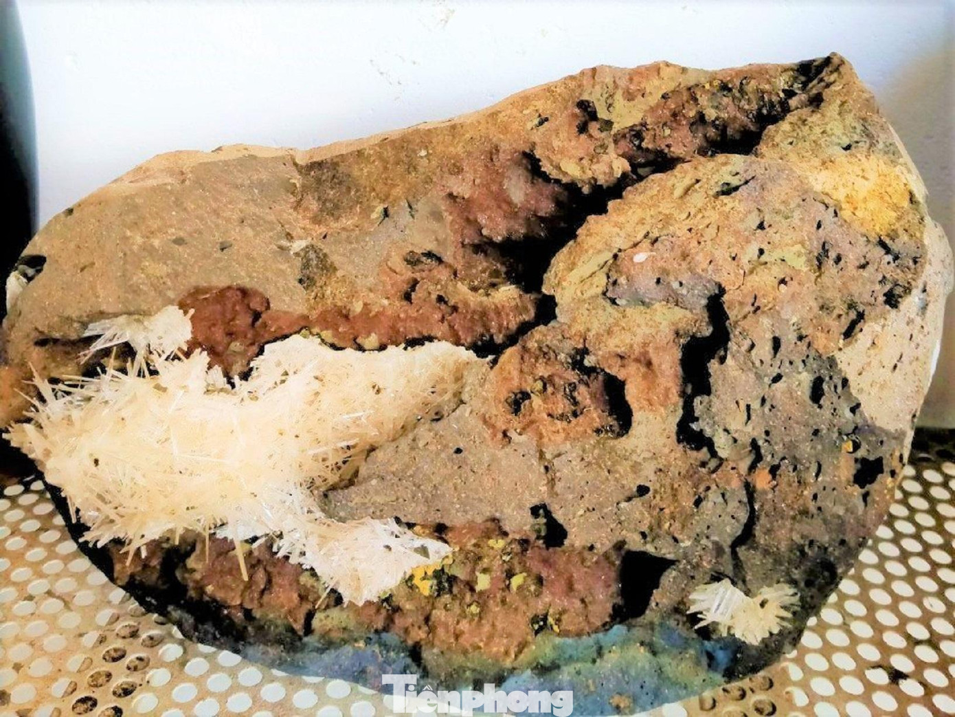 Hoa ưu đàm mọc quanh khe đá Hoa ưu đàm mọc quanh khe đá