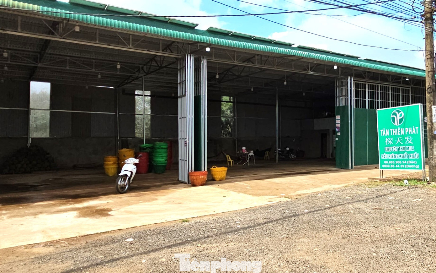 Một kho thu mua sầu riêng nhưng ít hàng.