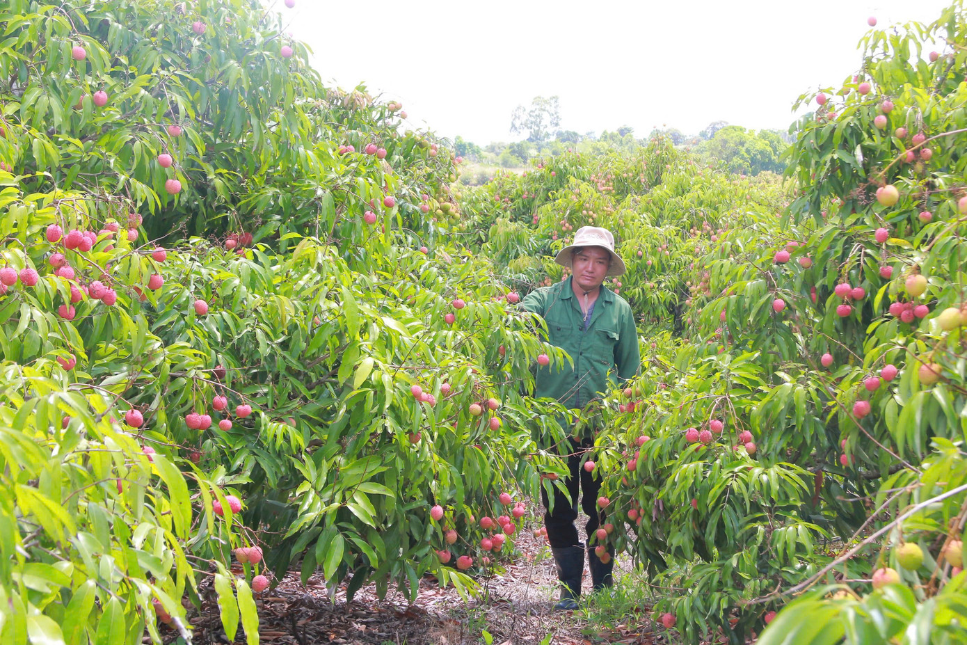 Vườn vải chín rực tại xã Ea Sar. Vườn vải chín rực tại xã Ea Sar.