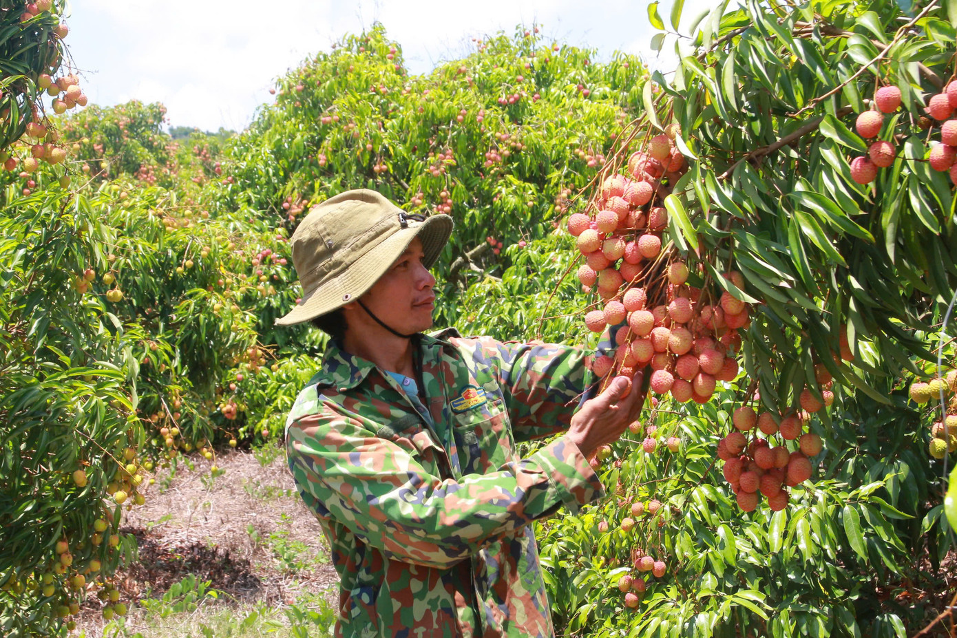 Nông dân thu hoạch đúng thời điểm để quả vải đạt độ ngọt theo tiêu chuẩn. Nông dân thu hoạch đúng thời điểm để quả vải đạt độ ngọt theo tiêu chuẩn.