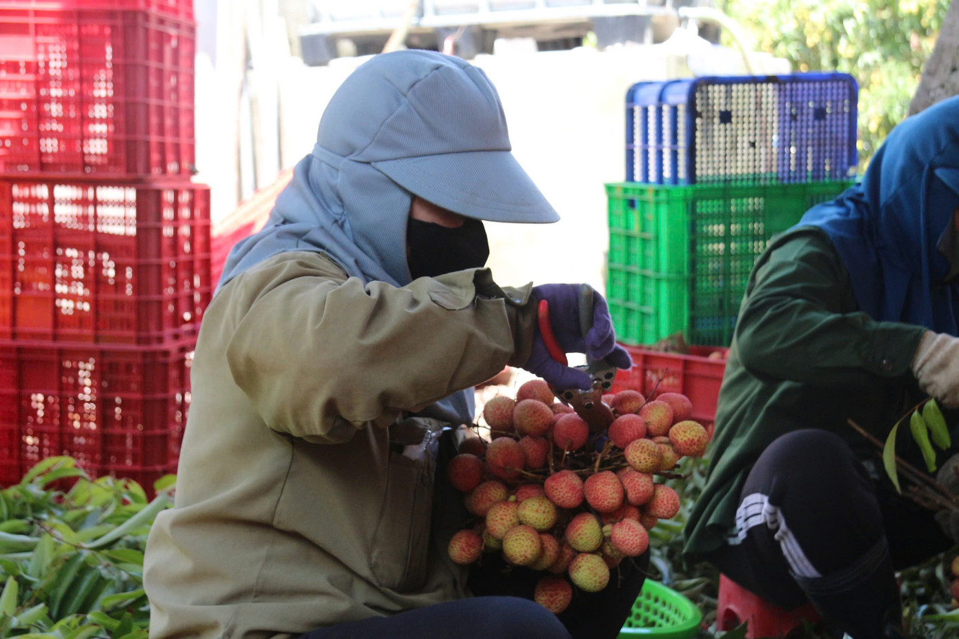 Quả vải thường được thu hoạch vào sáng sớm hoặc chiều tối để giữ độ tươi ngon. Quả vải thường được thu hoạch vào sáng sớm hoặc chiều tối để giữ độ tươi ngon.