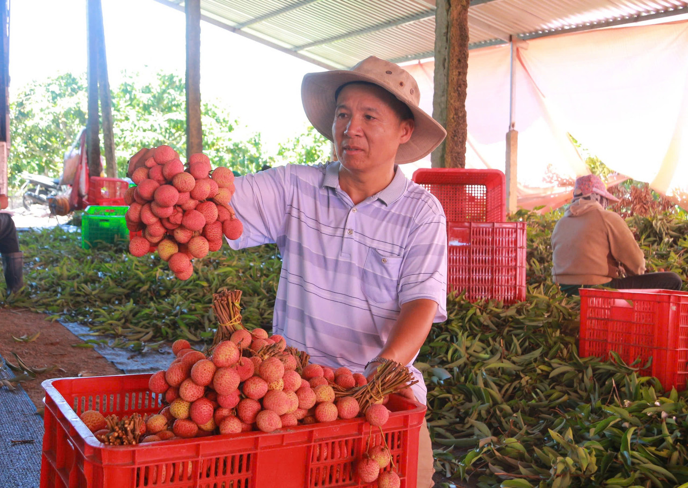 Nhờ thời tiết thuận lợi nên quả vải to, cơm dày, đẹp mã. Nhờ thời tiết thuận lợi nên quả vải to, cơm dày, đẹp mã.