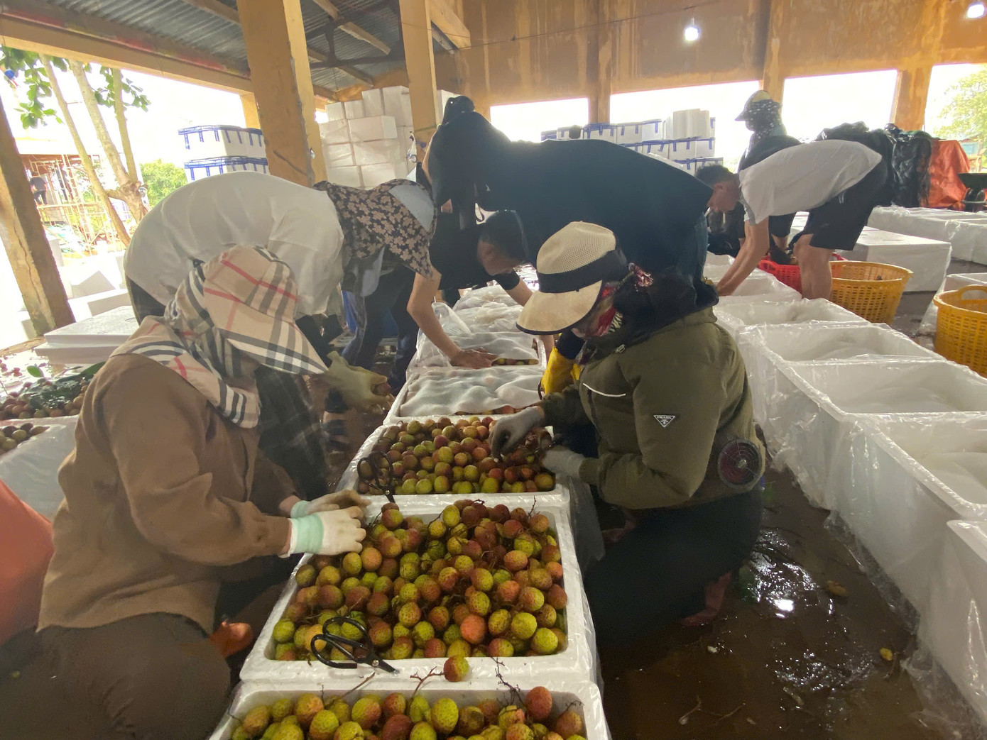 Vải được đóng thùng xuất đi Trung Quốc. Vải được đóng thùng xuất đi Trung Quốc.