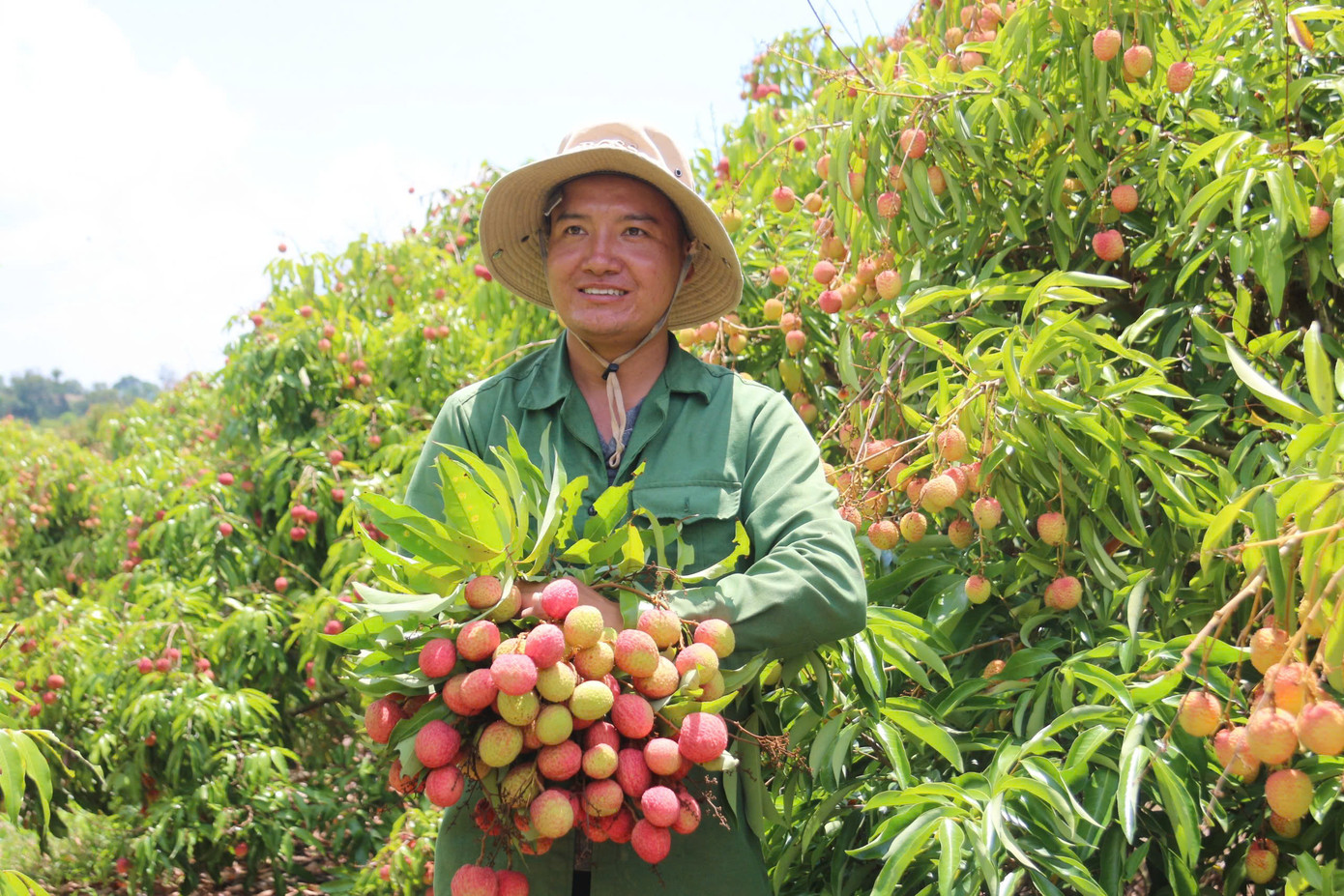 Nông dân phấn khởi vì vải được mùa được giá. Nông dân phấn khởi vì vải được mùa được giá.