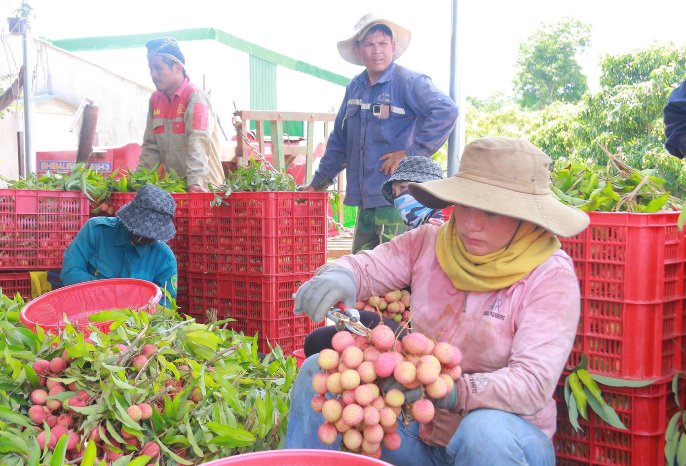 Vải Đắk Lắk chín sớm đã được xuất sang Trung Quốc, Nhật Bản và Campuchia. Vải Đắk Lắk chín sớm đã được xuất sang Trung Quốc, Nhật Bản và Campuchia.