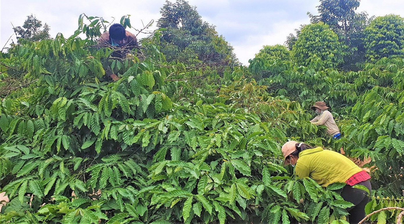 Rắn lục đuôi đỏ hay ẩn nấp trong cây cà phê