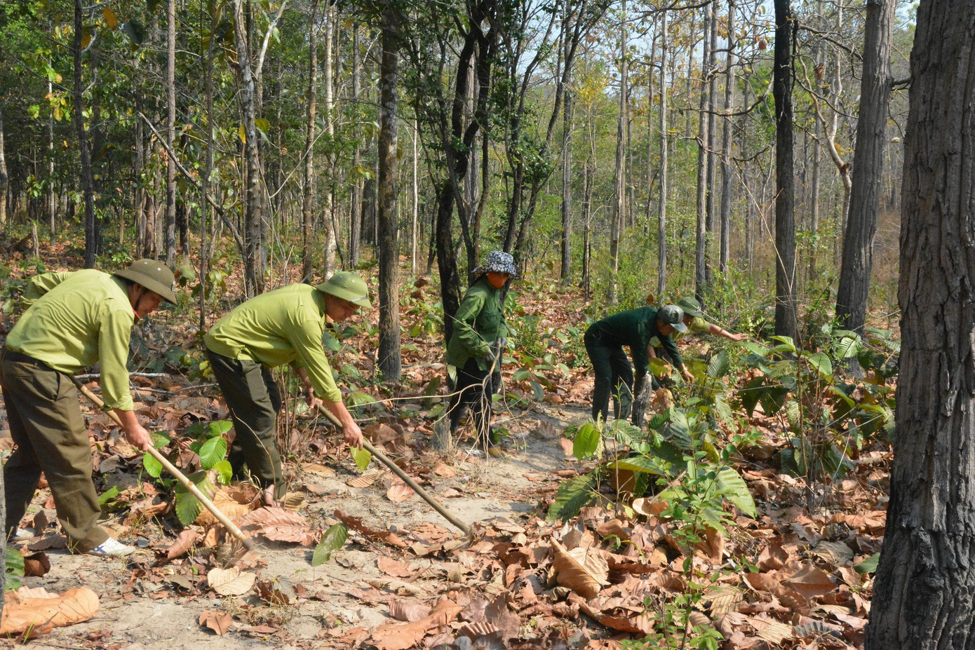 Lực lượng bảo vệ rừng xử lý thực bì