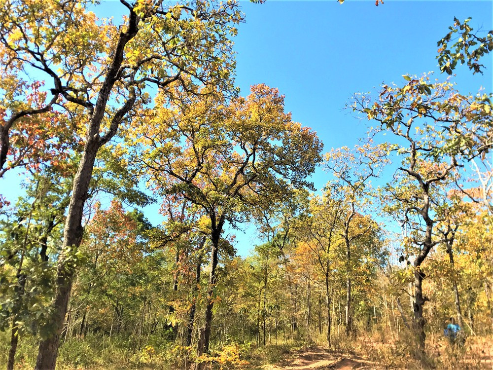 Một góc Vườn quốc gia Yok Don