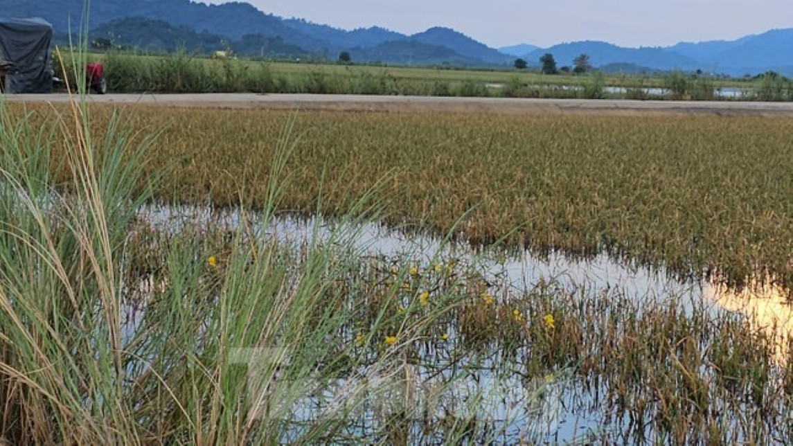 Nông dân huyện Lắk từng trắng tay vì lúa ngập úng, trong khi dự án đê bao "dậm chân tại chỗ", Nông dân huyện Lắk từng trắng tay vì lúa ngập úng, trong khi dự án đê bao "dậm chân tại chỗ",