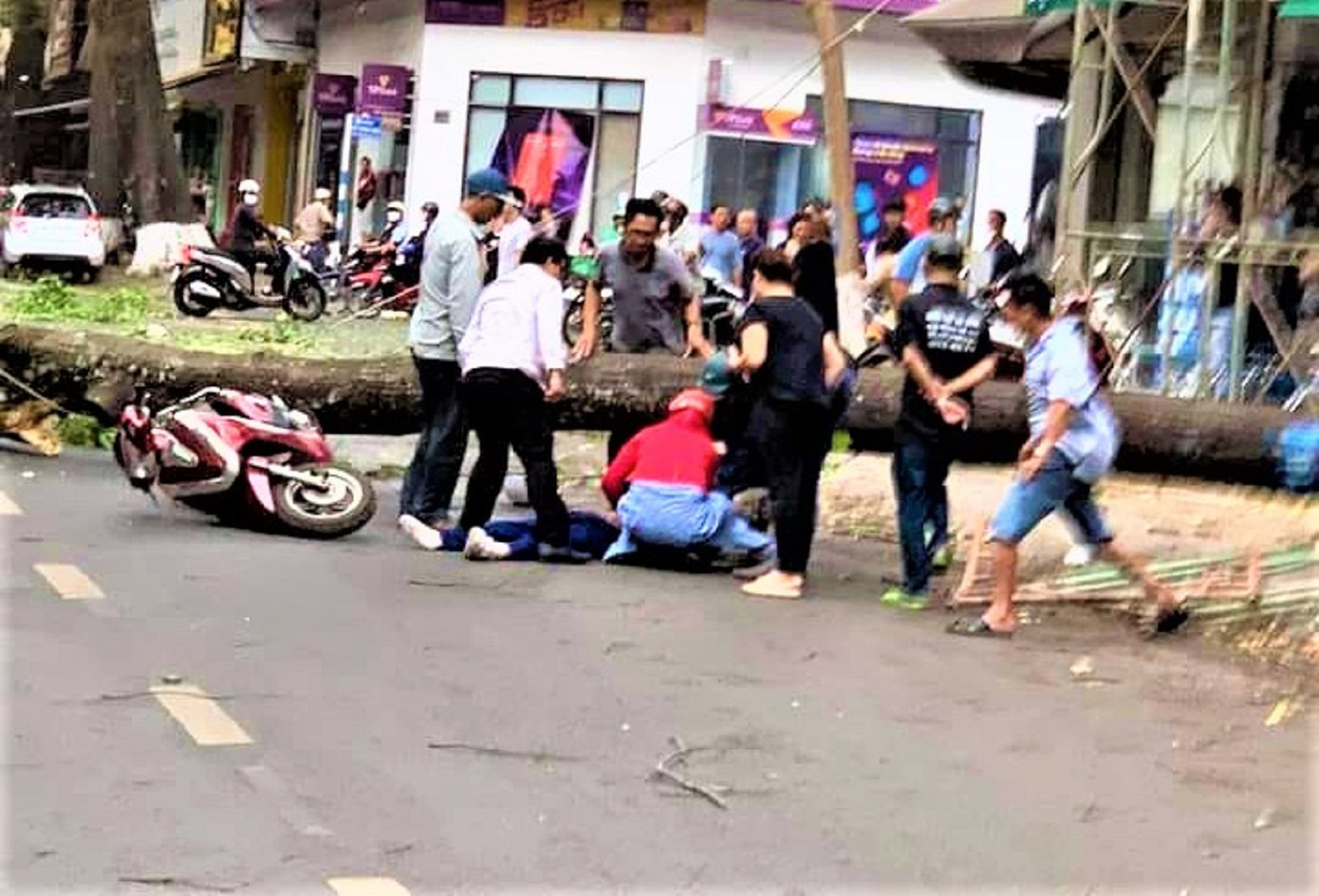Cây to đè trúng chị N. khi đang di chuyển bằng xe máy trên đường