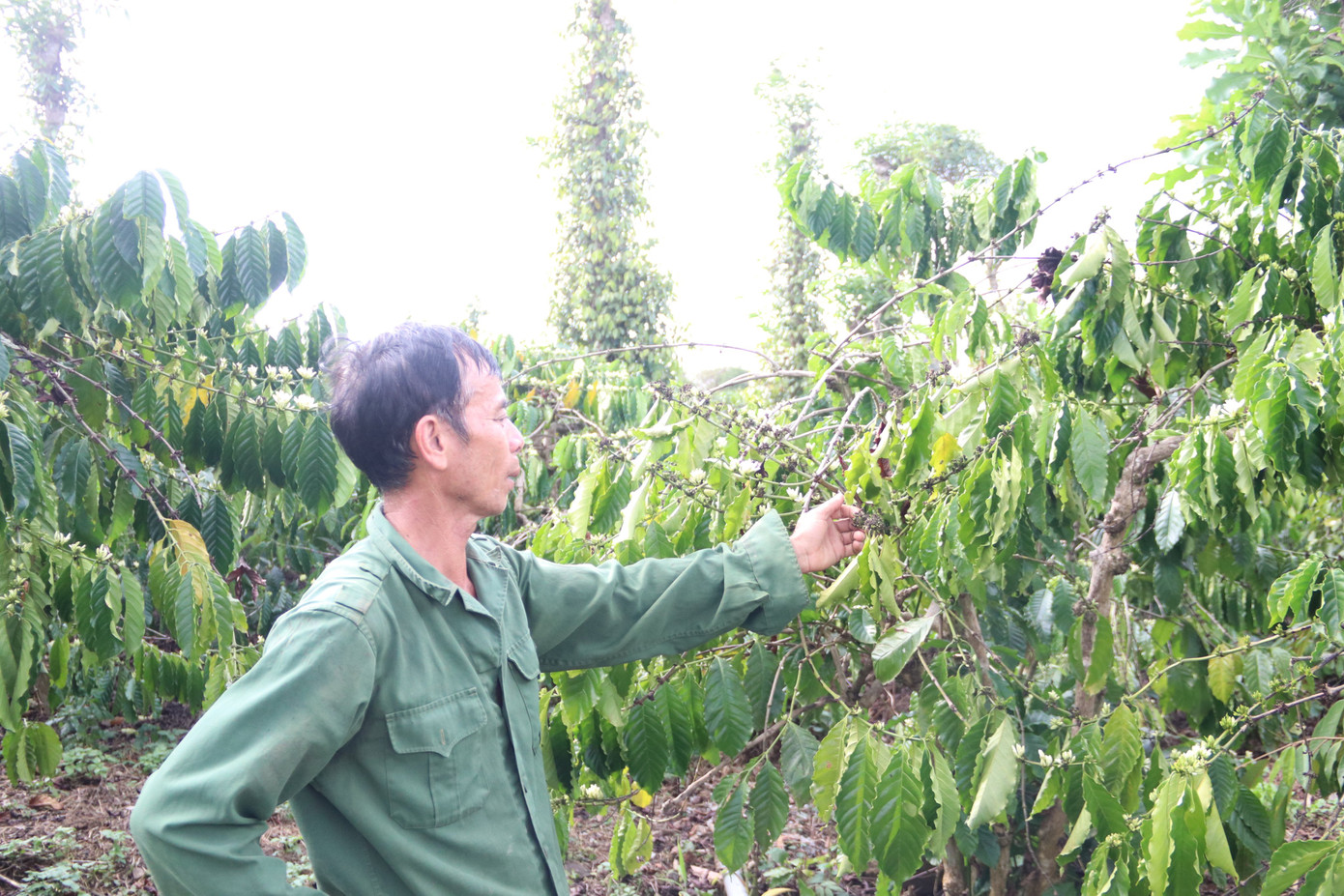 Cây cà phê bị hiện tượng "hoa chanh" sẽ không đậu quả