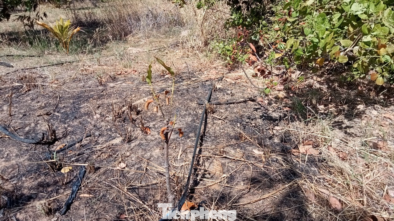 Hiện tượng &quot;tự cháy&quot; xuất hiện tại xã Ia Lốp