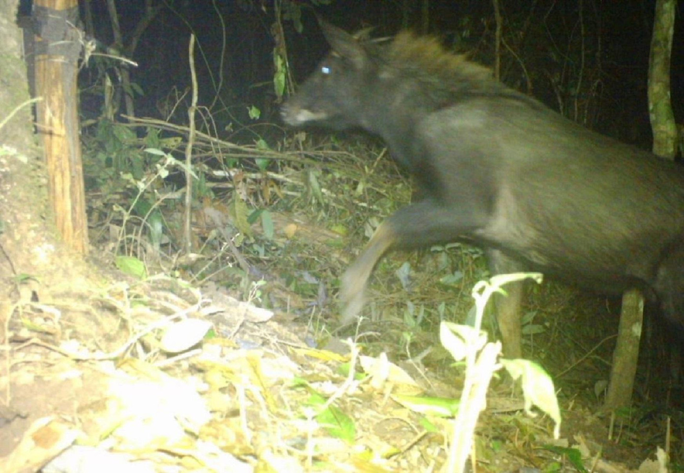 Sơn dương - Capricornis sumatraensis. Ảnh VQG Sơn dương - Capricornis sumatraensis. Ảnh VQG