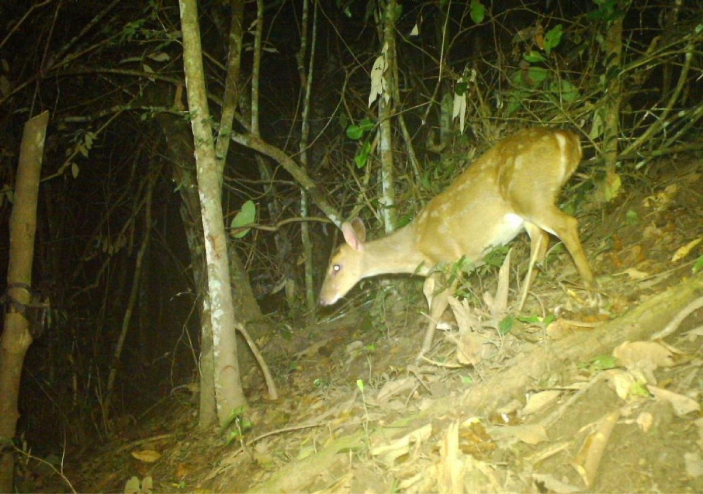 Loài Mang lớn – Muntiacus vuquangensis. Ảnh: VQG Loài Mang lớn – Muntiacus vuquangensis. Ảnh: VQG