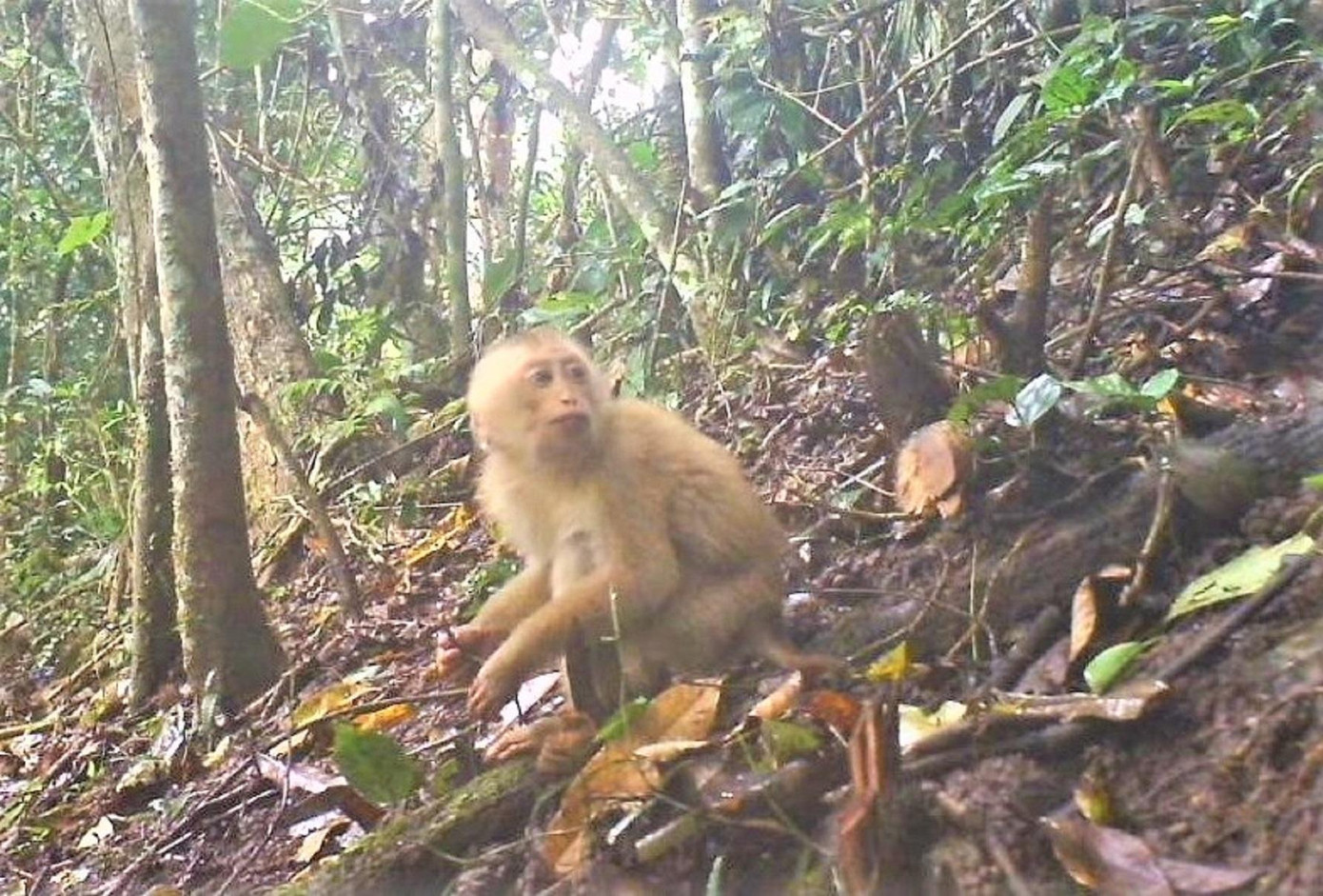 Khỉ đuôi lợn - Macaca leonina. Ảnh: VQG Khỉ đuôi lợn - Macaca leonina. Ảnh: VQG