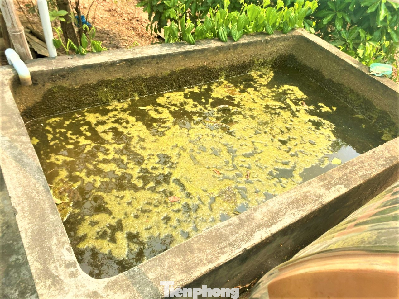 Nước bơm từ hồ lên rất bẩn.