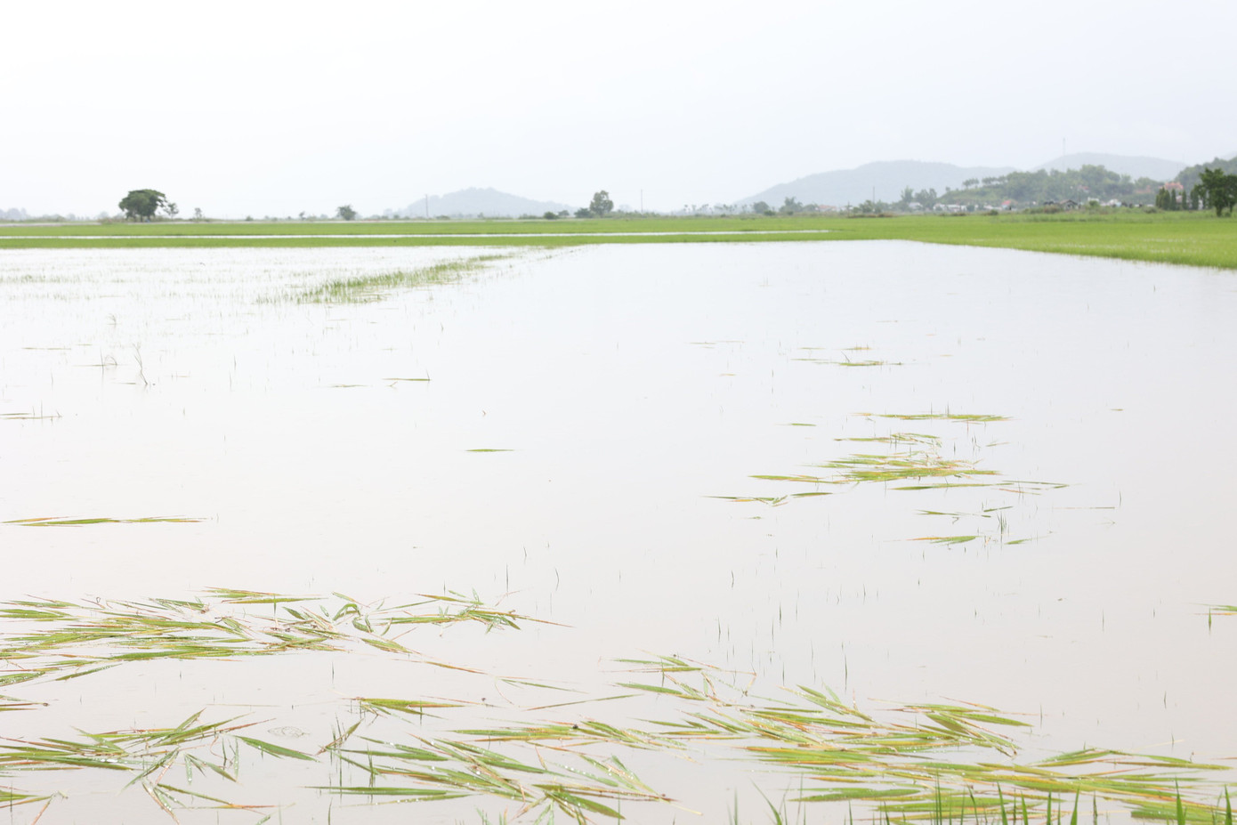 Nhiều diện tích lúa chìm trong biển nước. Nhiều diện tích lúa chìm trong biển nước.