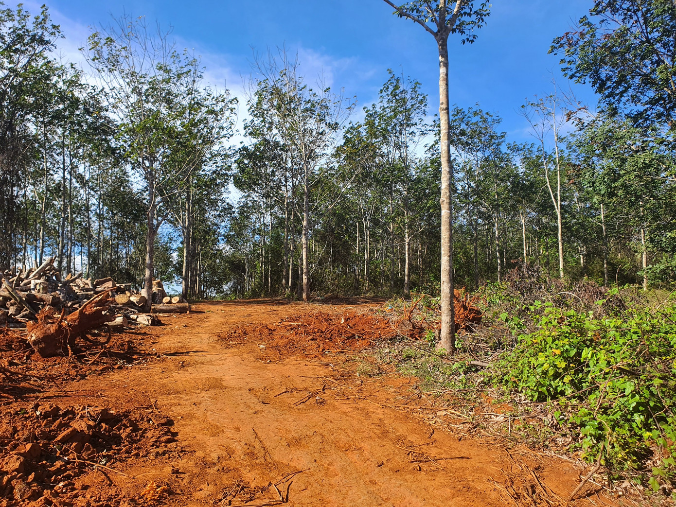 Nhiều diện tích đất đã được UBND tỉnh giao cho các tổ chức nhưng UBND huyện Tuy Đức lại cấp "sổ đỏ" cho cá nhân