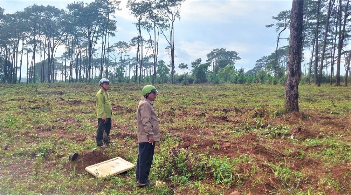 Thông non bị nhổ bỏ khiến công tác phục hồi rừng gặp khó khăn