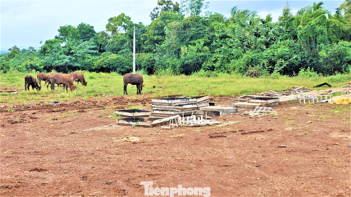 Đàn bò cũng được chăn thả trong sân thể thao xã Hòa Tiến.