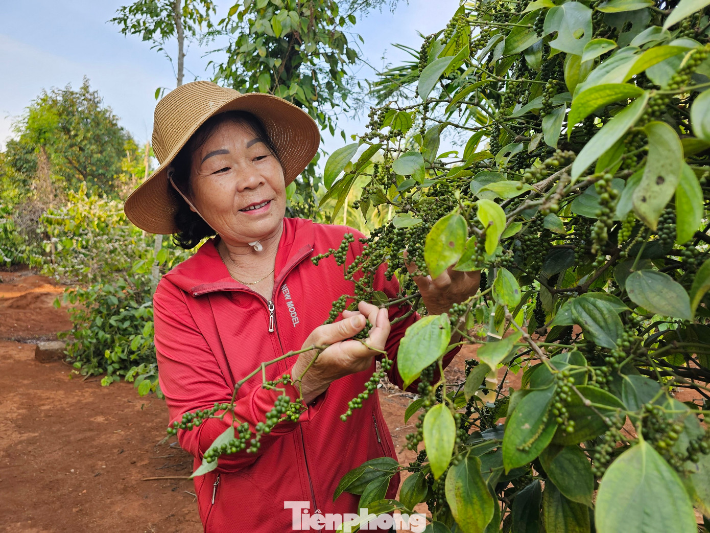 Giá hồ tiêu quay đầu tăng sau nhiều năm trượt dốc