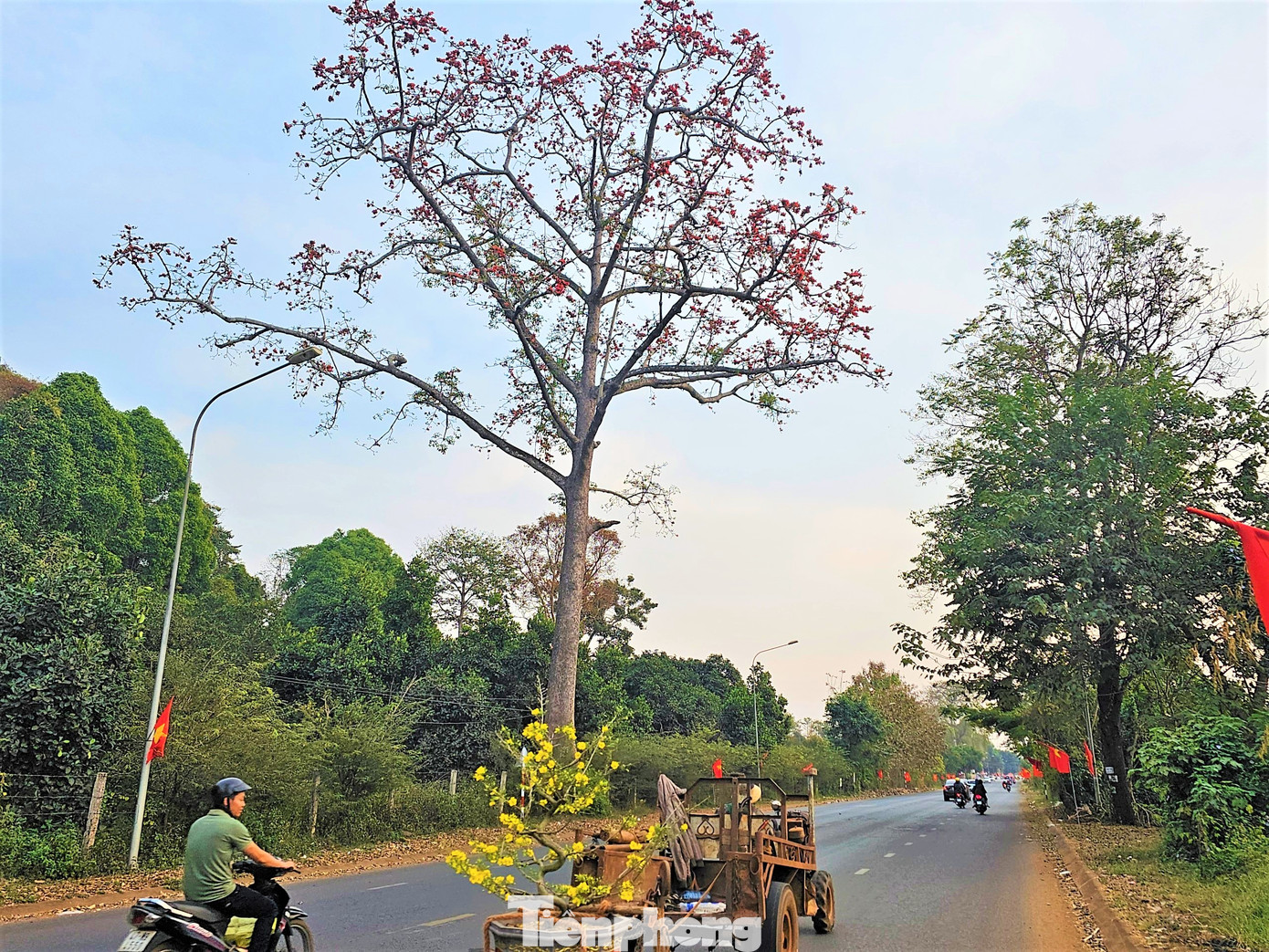 Mang Tết về nhà