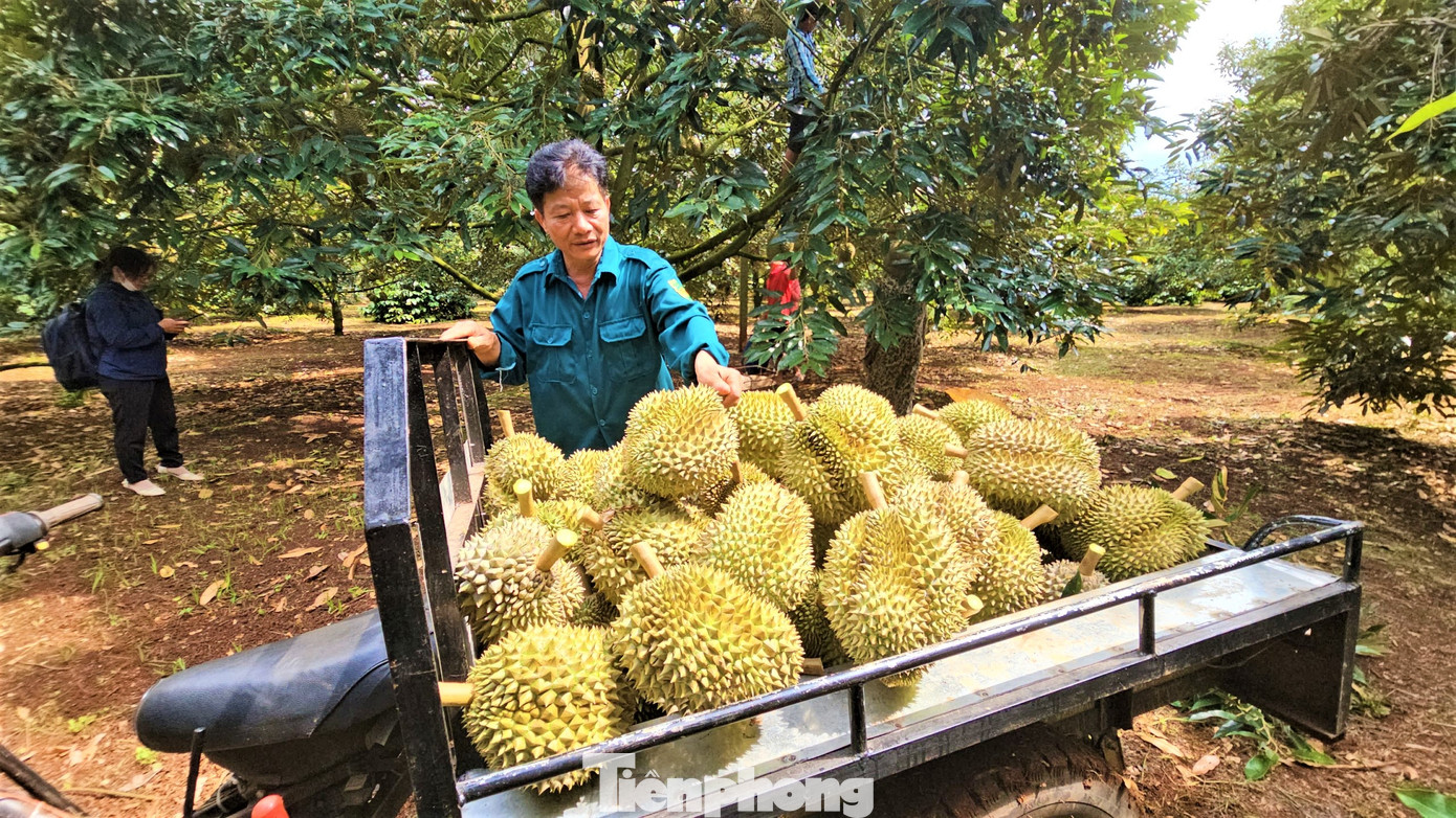 Giá sầu riêng cao ngất ngưởng trong năm 2023
