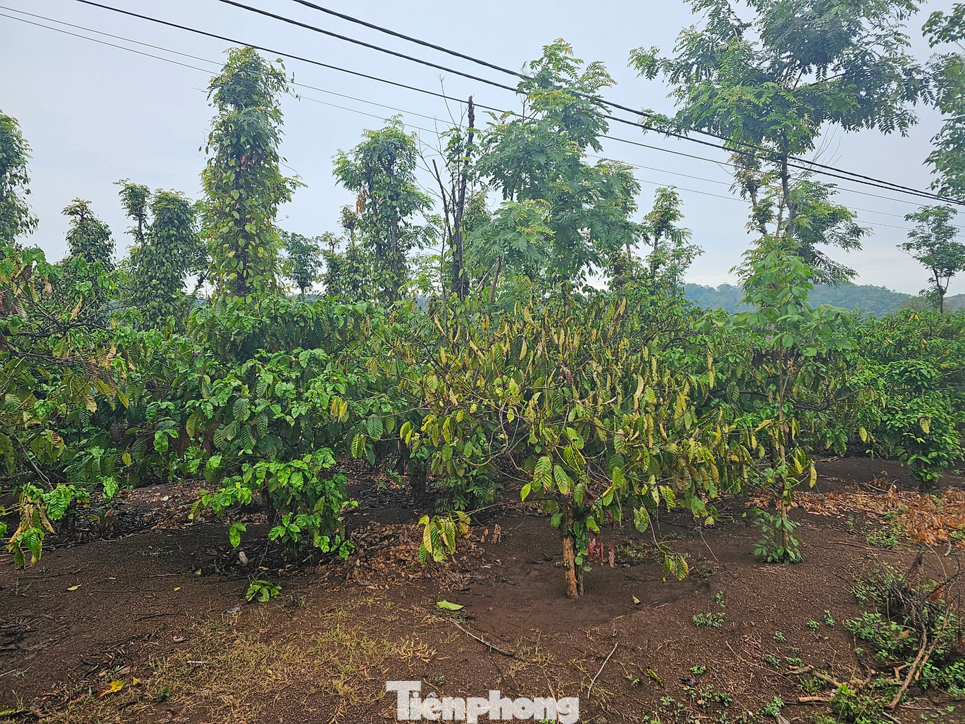 Trận mưa đêm qua (18/5), giúp cây trồng thoát cảnh bị "cháy khô" vì hạn