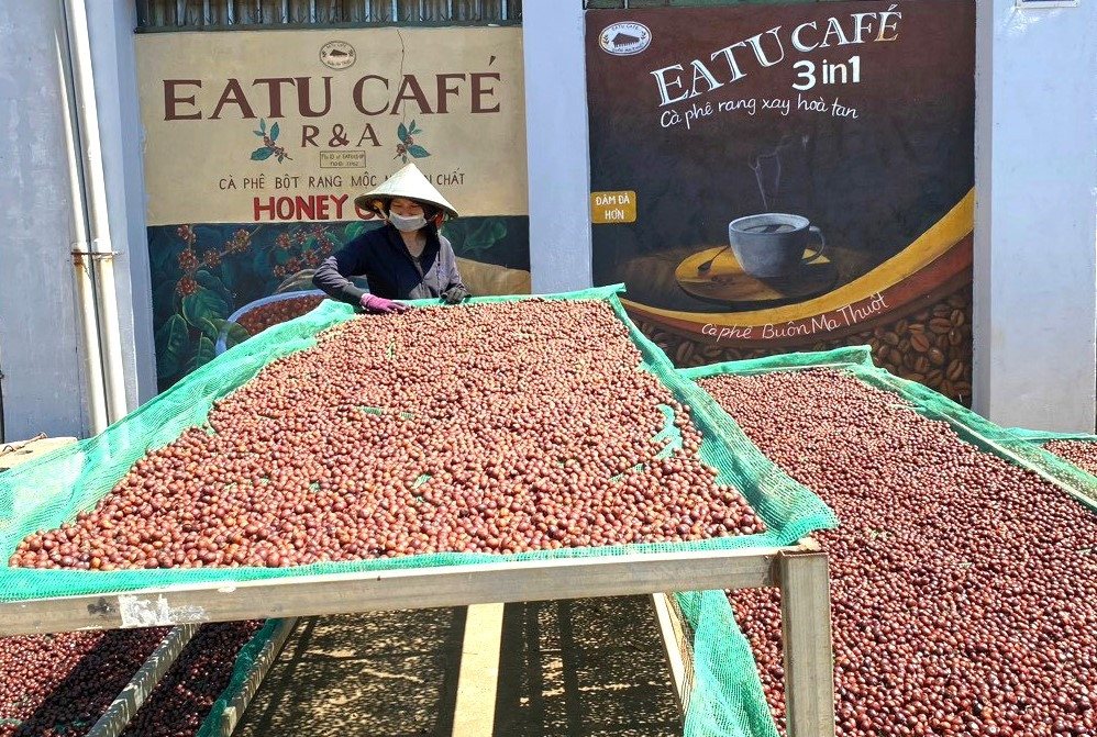 Cà phê nhân tăng giá nhưng nhiều đơn vị chế biến sâu chưa thể tăng theo. Cà phê nhân tăng giá nhưng nhiều đơn vị chế biến sâu chưa thể tăng theo.
